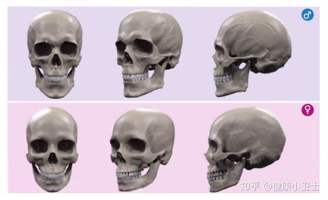 男与女在面部骨骼上有哪些特征