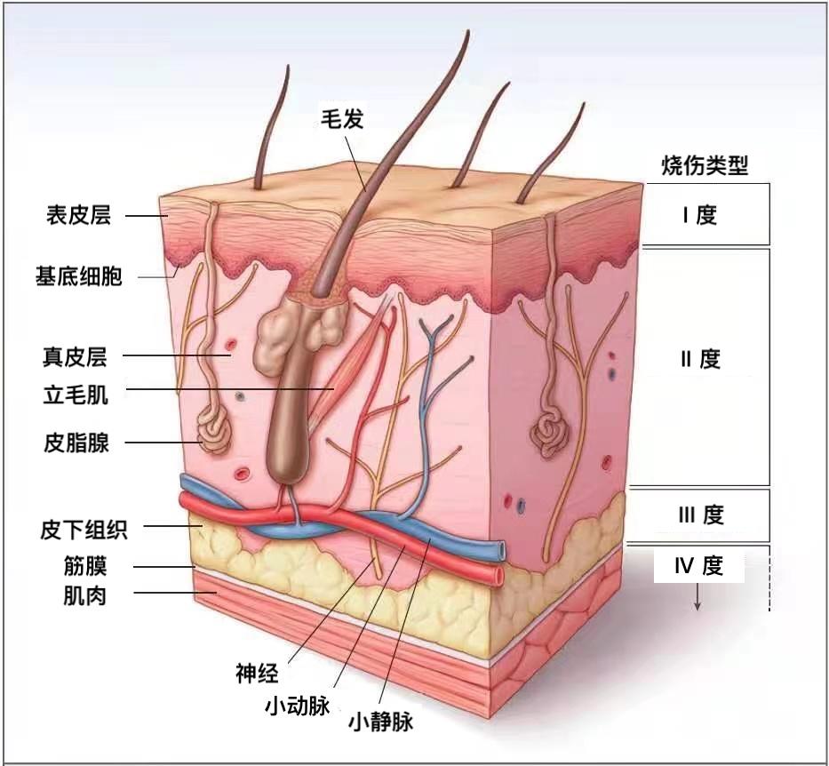 人体的表皮有哪些功能