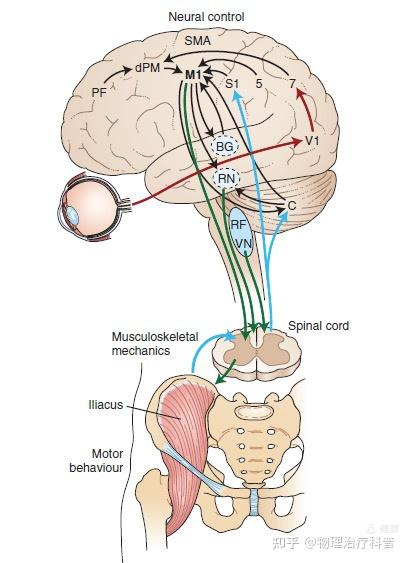 感觉运动整合SENSORIMOTOR INTEGRATION 知乎