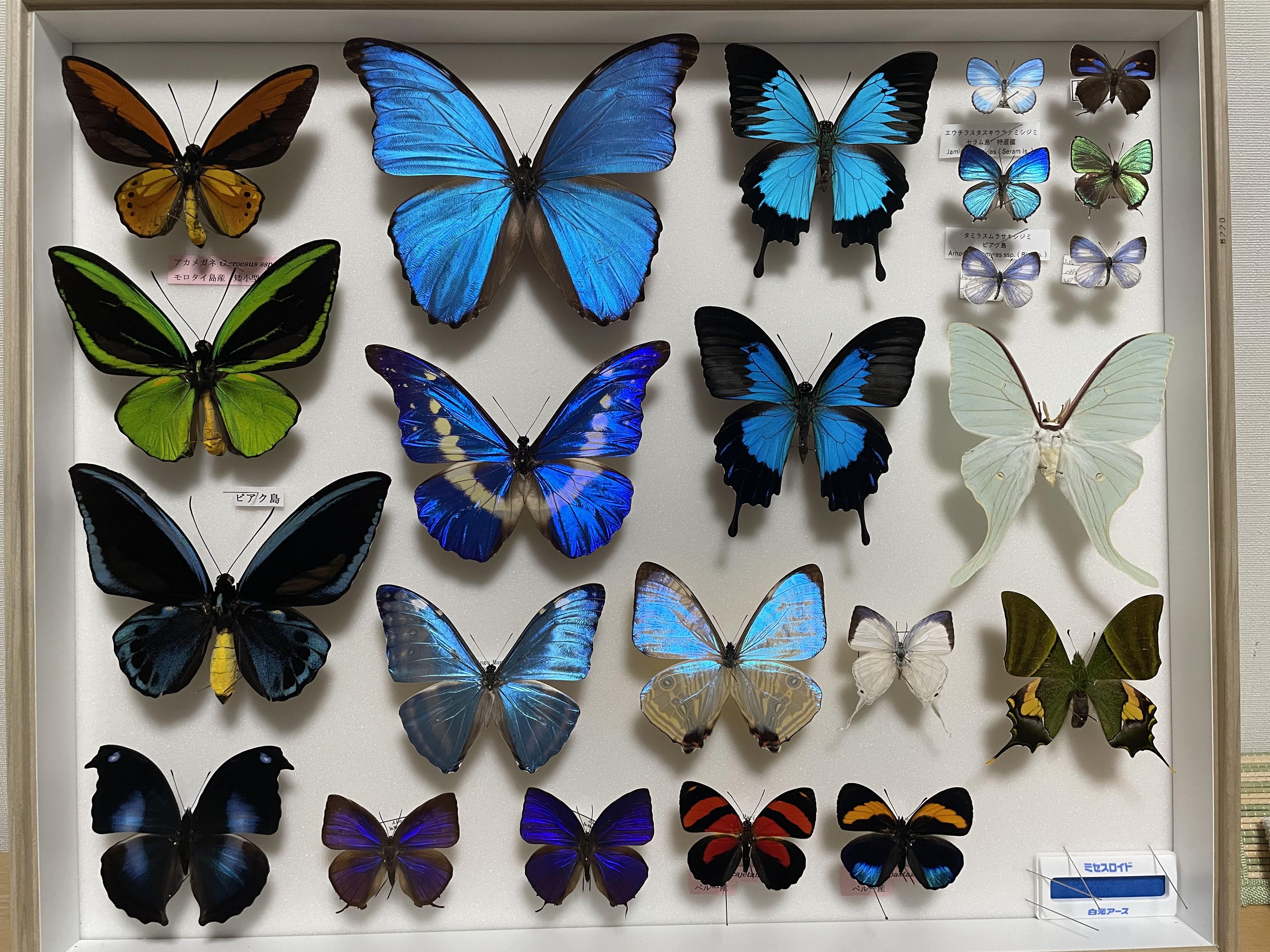 为什么蝴蝶标本那么贵？ _ 标本处理_ 社区_ 小桔灯网_ 体外诊断新媒体