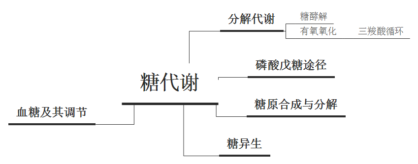 糖尿病:什么是葡萄糖代谢和内分泌胰腺?