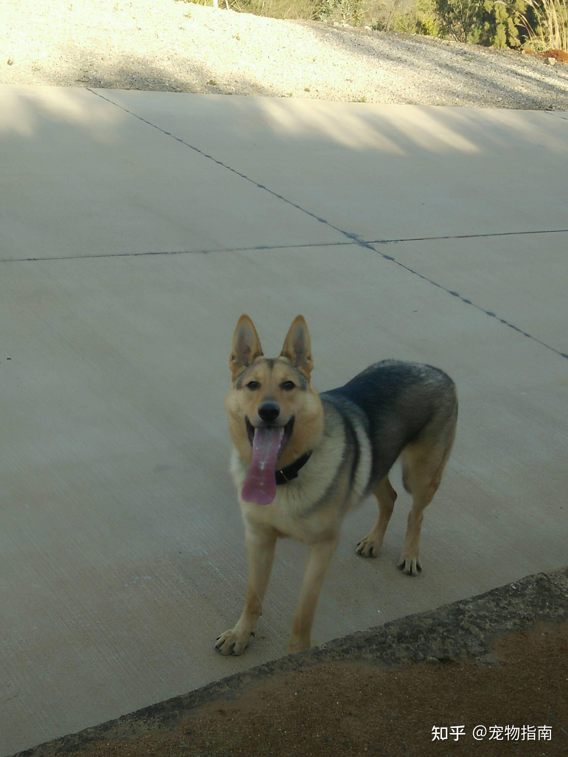 捷克狼犬和狼青是一种狗吗