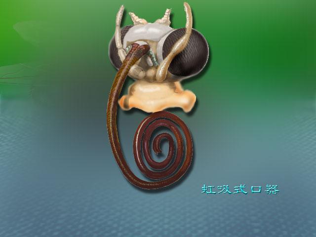 蝴蝶的蝴和蝶有什么不同