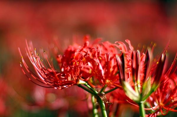 节气手帖 秋分 从石蒜到彼岸花 知乎