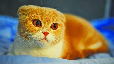 猫先生的酒吧
