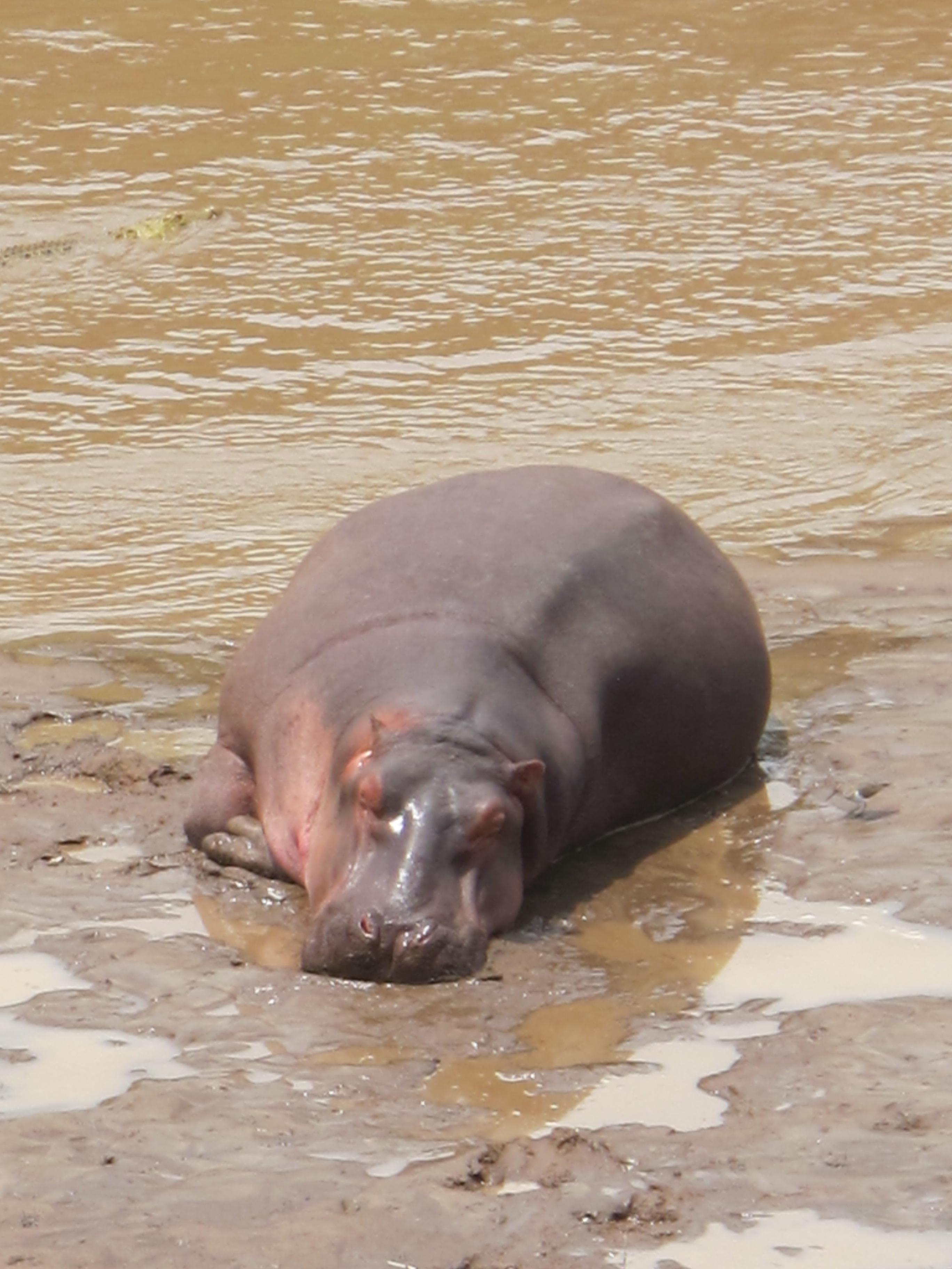 到非洲旅行带 8 岁小朋友同行有哪些需要注意的事项?