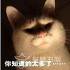 想养一只猫