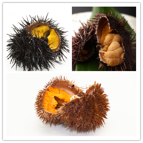 如何仅用目测分辨不同的海胆种类