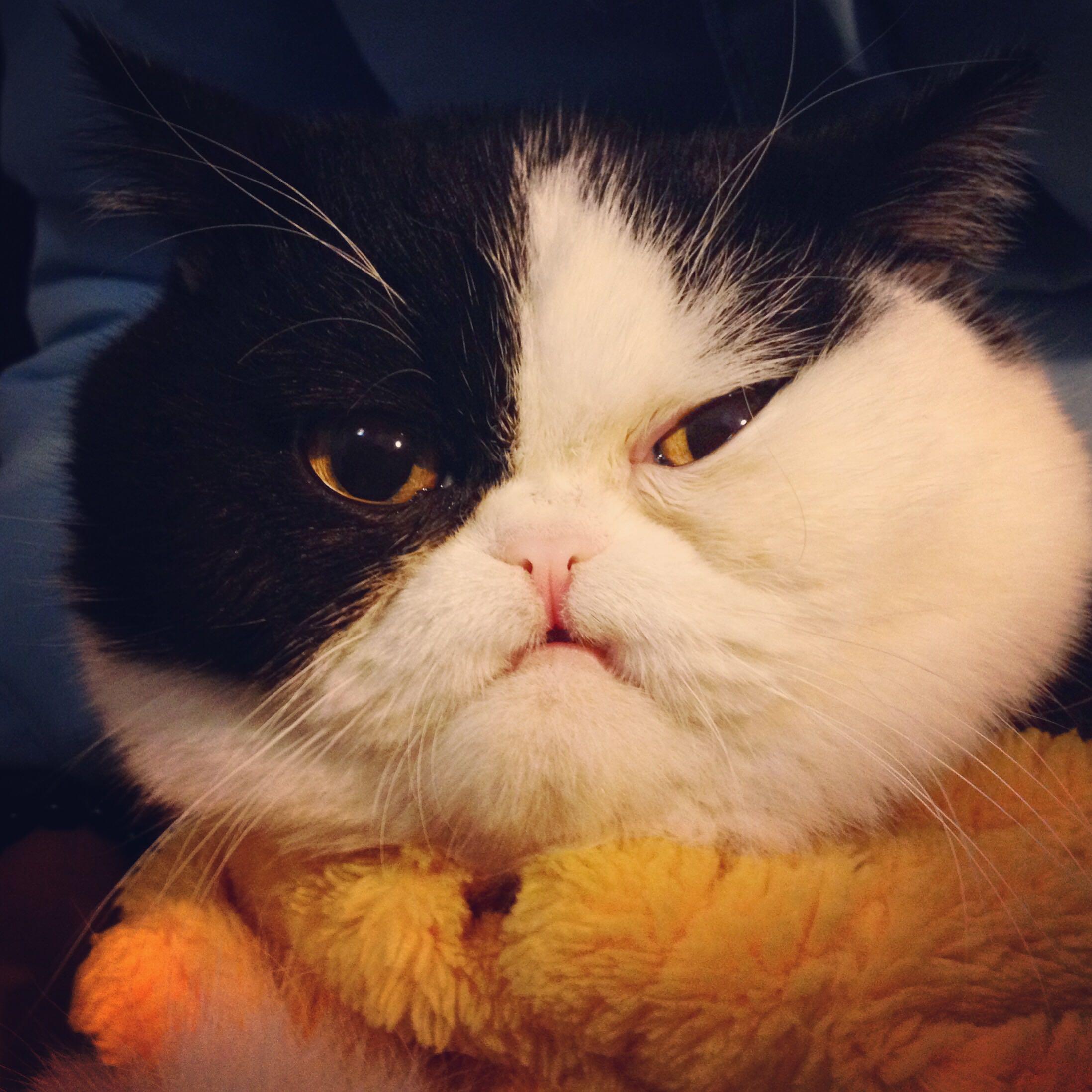 你家猫最逗比的时刻是什么时刻