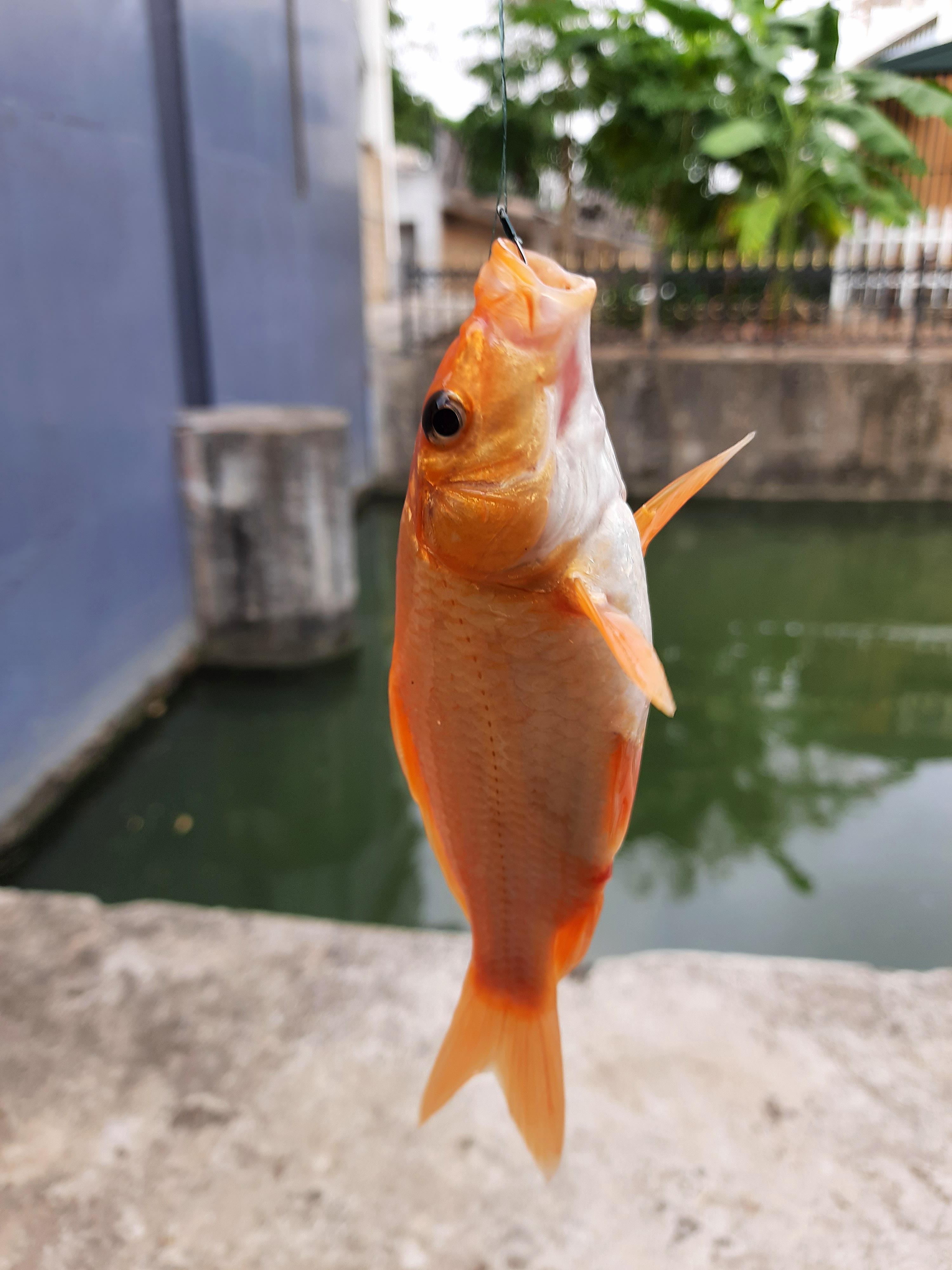 老夫子 的想法: 小鲤鱼