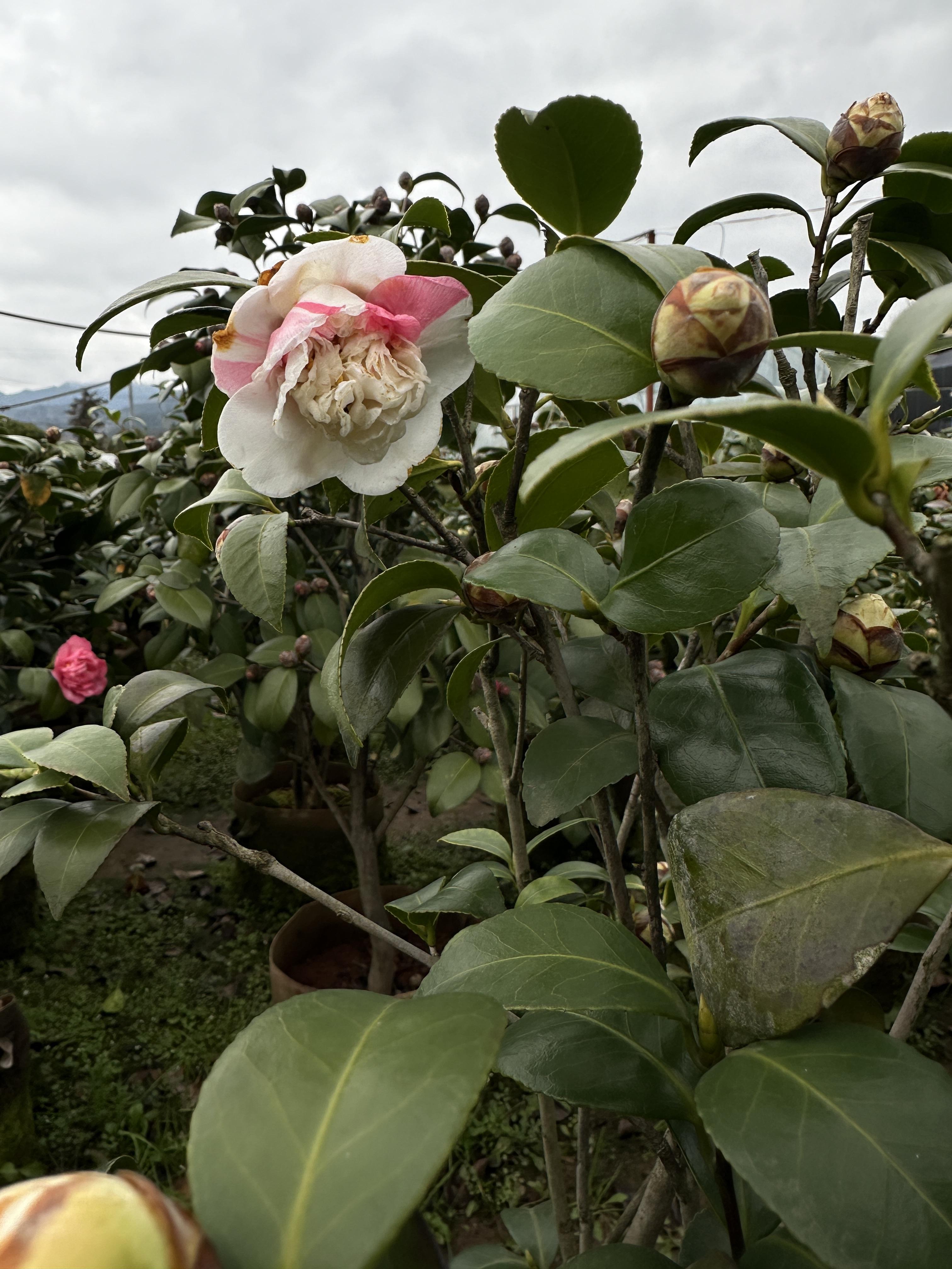 金华鸣茶花 的想法 茶花品种;白芙蓉
