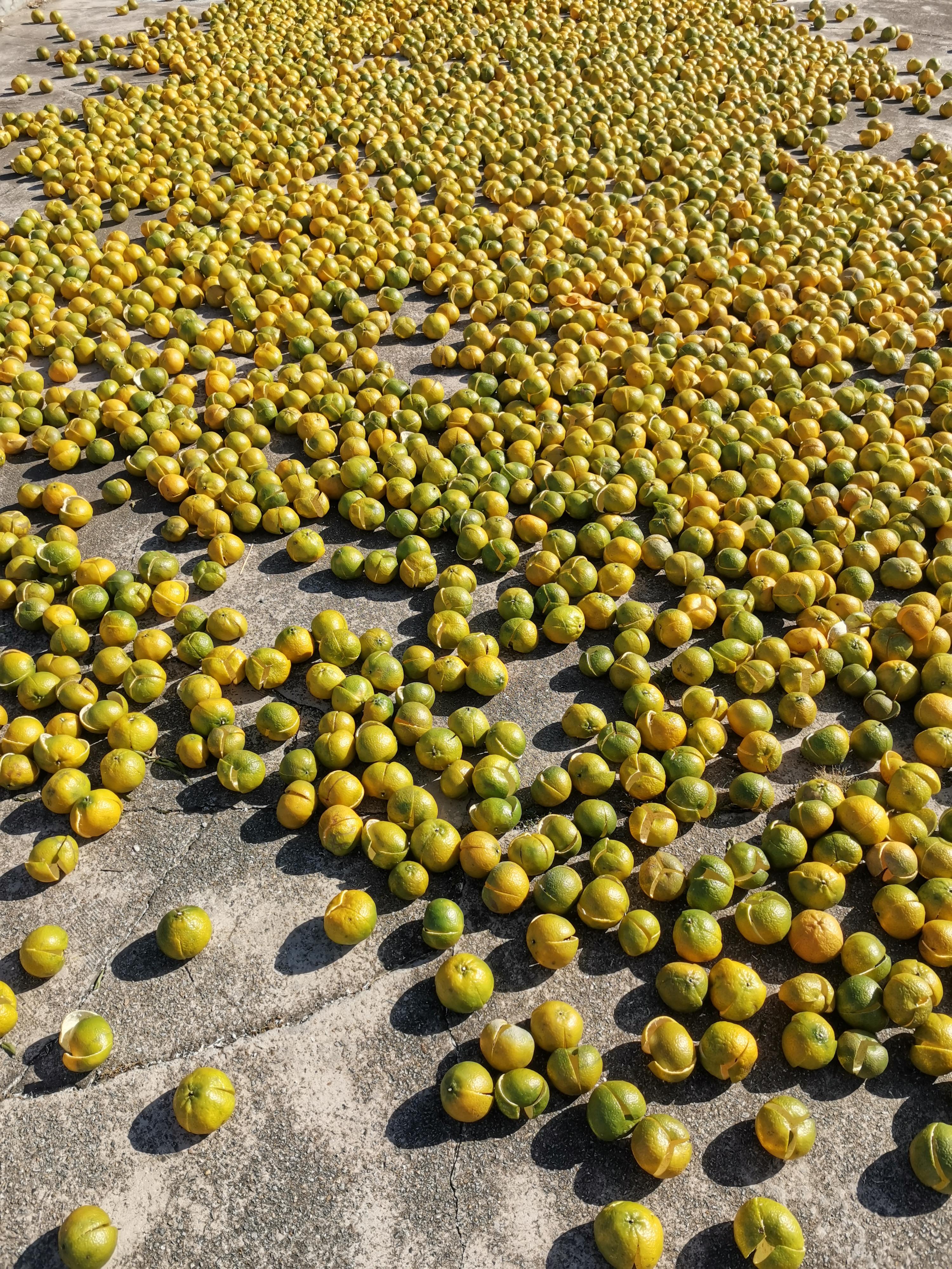 收皮的季节新会的茶枝柑树上硕sek6石果累累对了请叫我开柑熟手男工