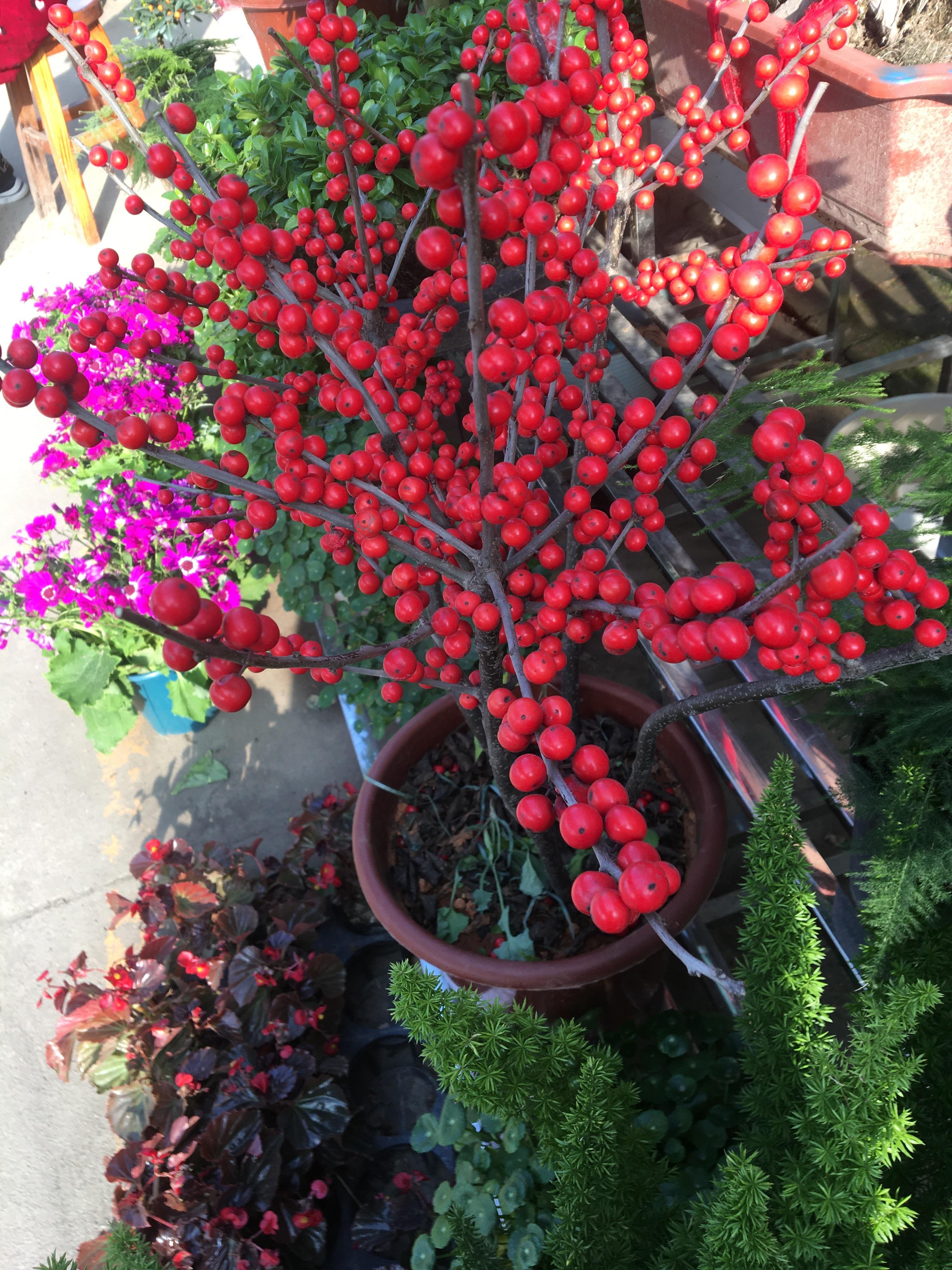 红豆生南国,春来发几枝.不对啊,现在是冬天