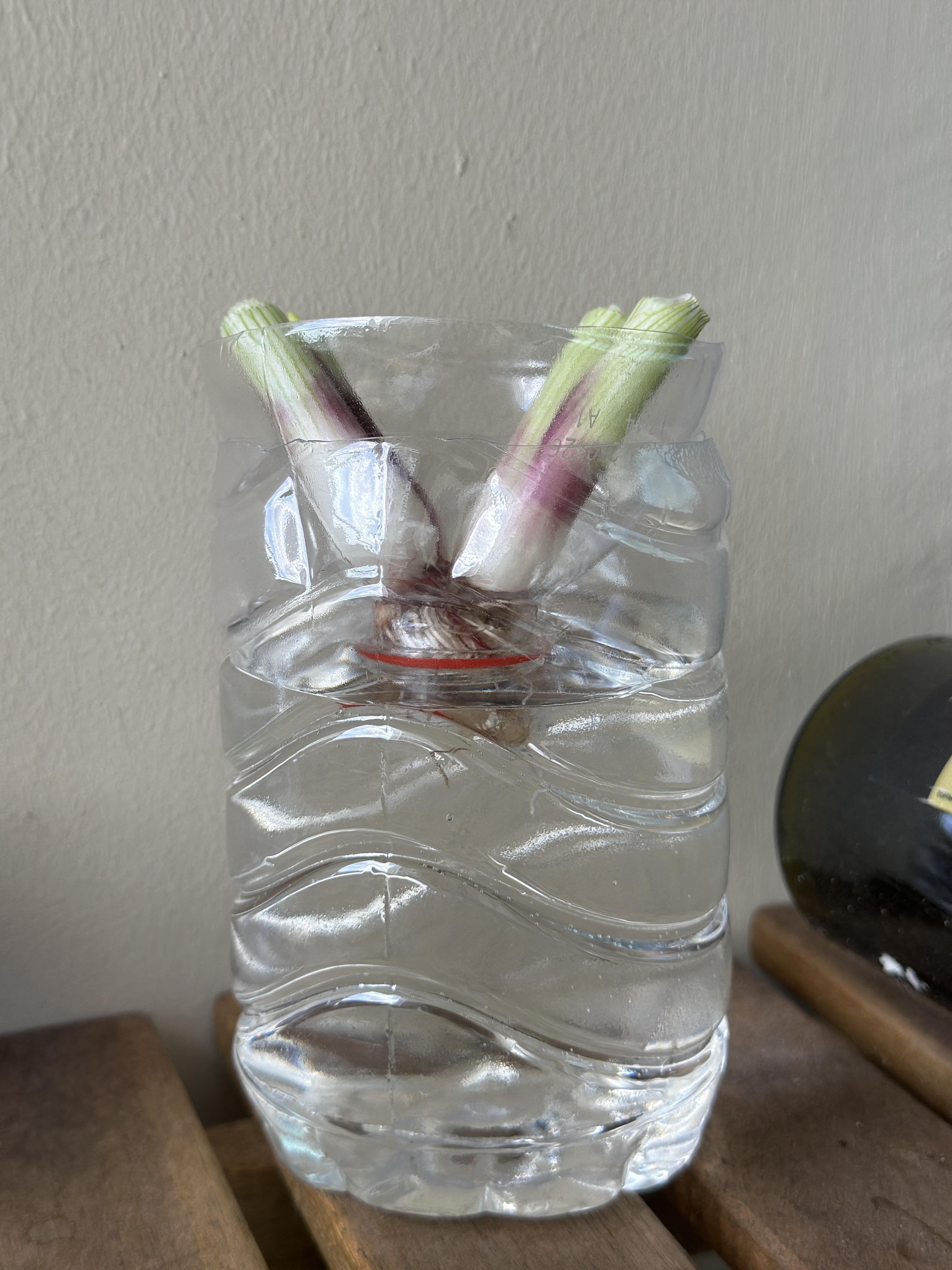 然后就可以接着尝试水培万物,比如