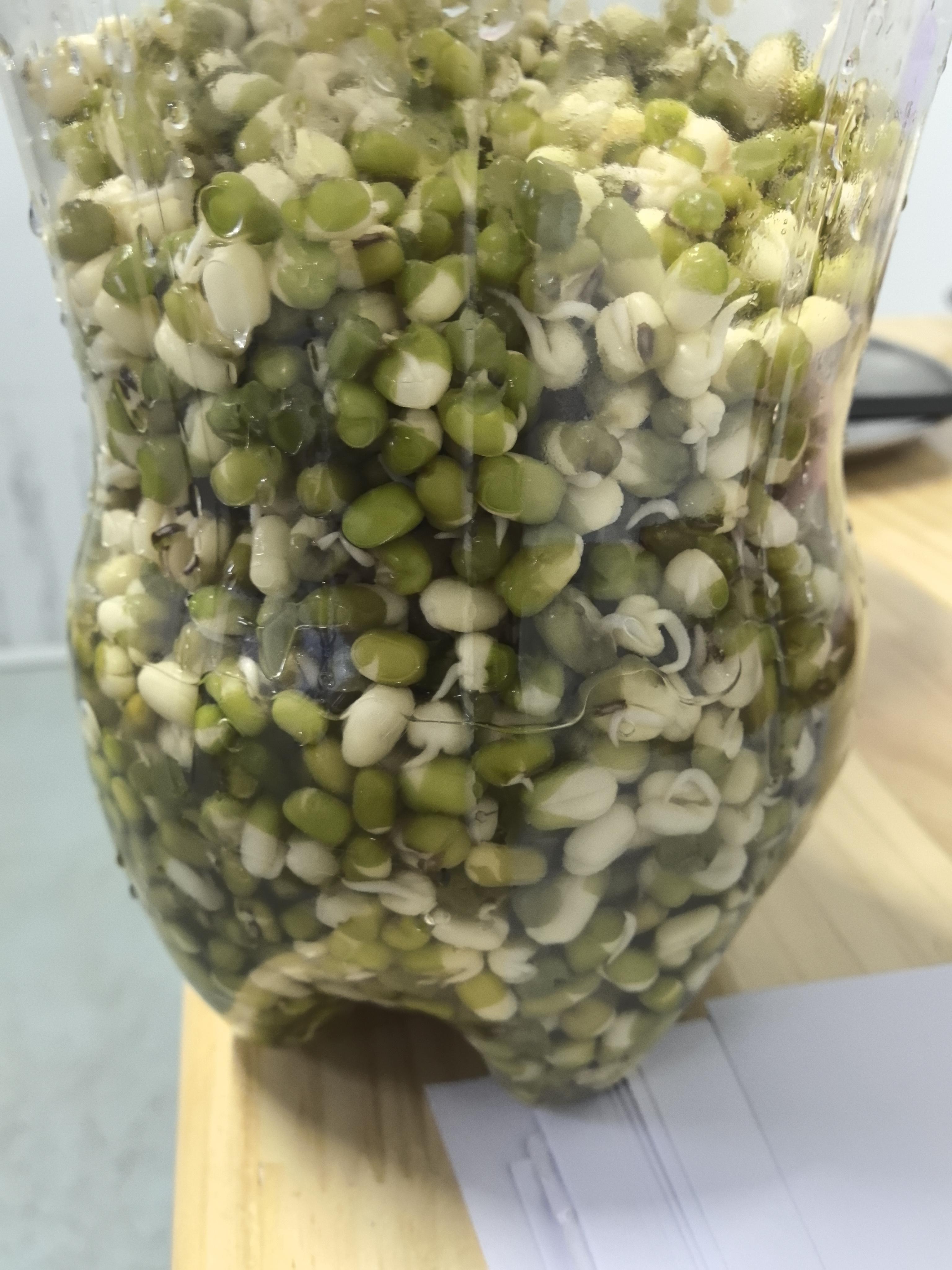 用瓶子生绿豆芽很不错,长势也好,只要控制好