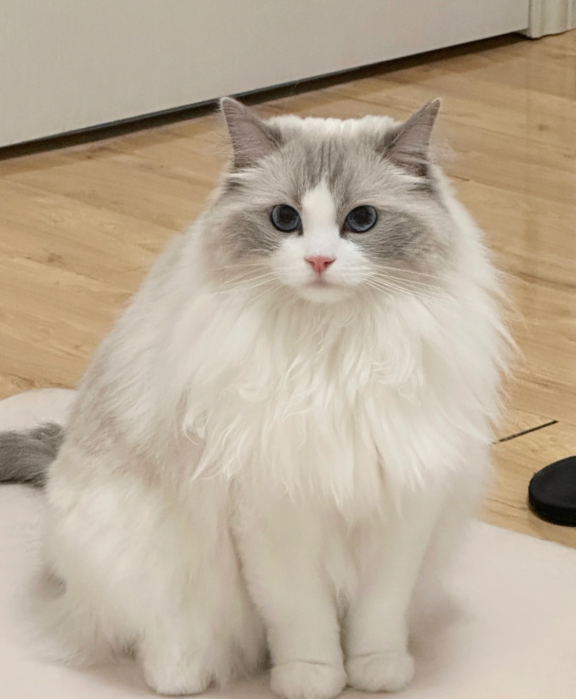 当初和房东签合同的时候,他明明说是只准养一只温顺可爱的布偶猫的,没