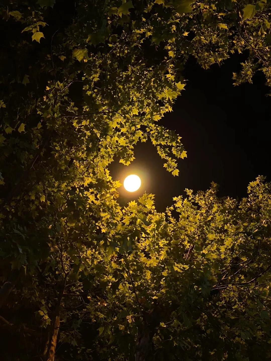 你听我说 的想法: 秋天的夜晚