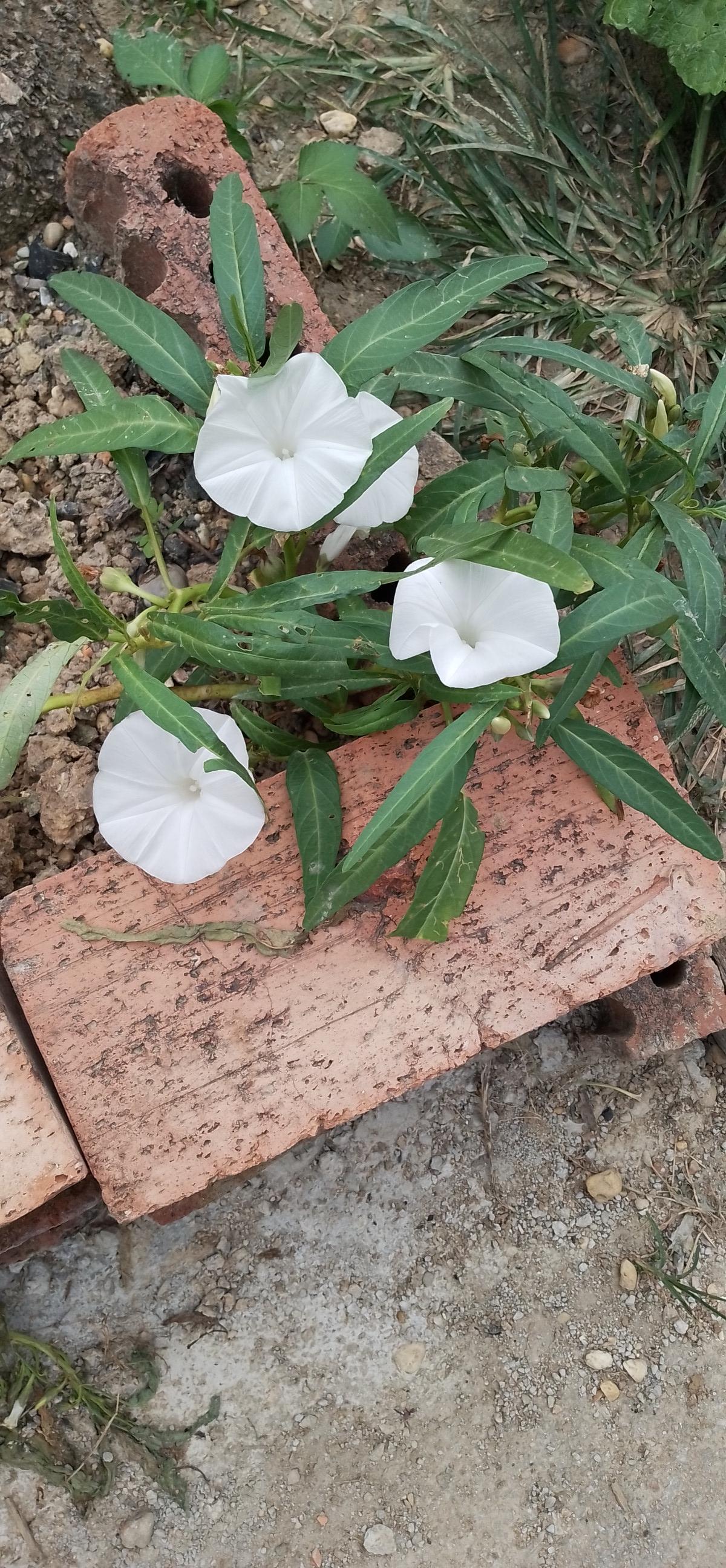 鳝堂集庆 的想法: 蕹菜花 