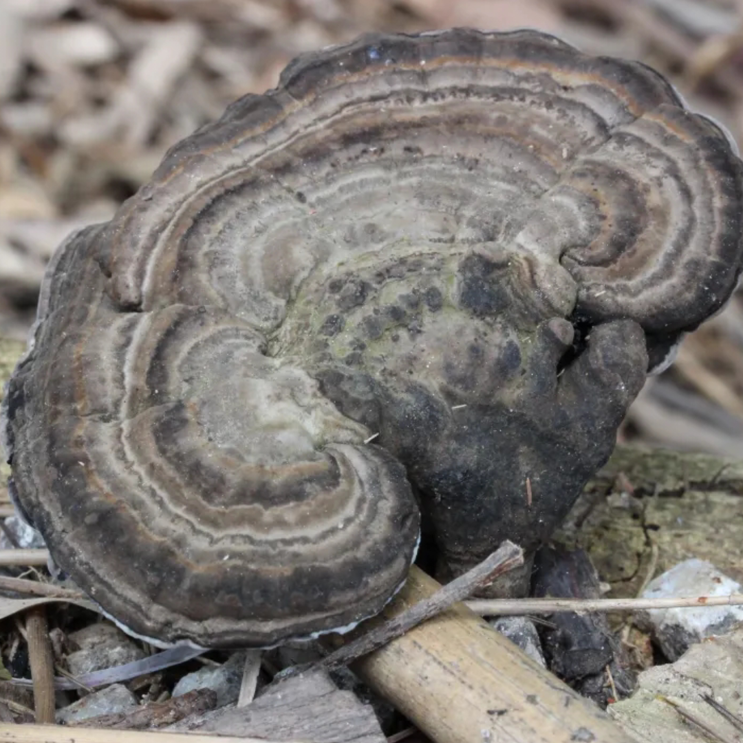 王小王 的想法: 野生菌探秘714:血灵芝!