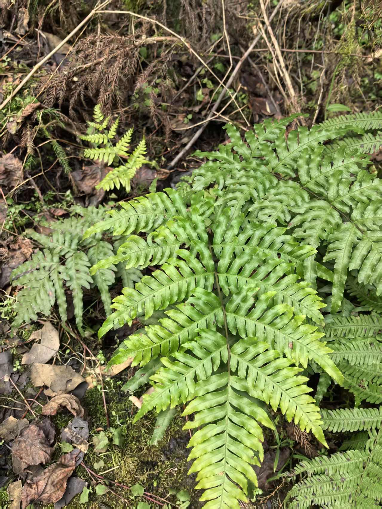 中医爱好者 的想法: 中药狗脊