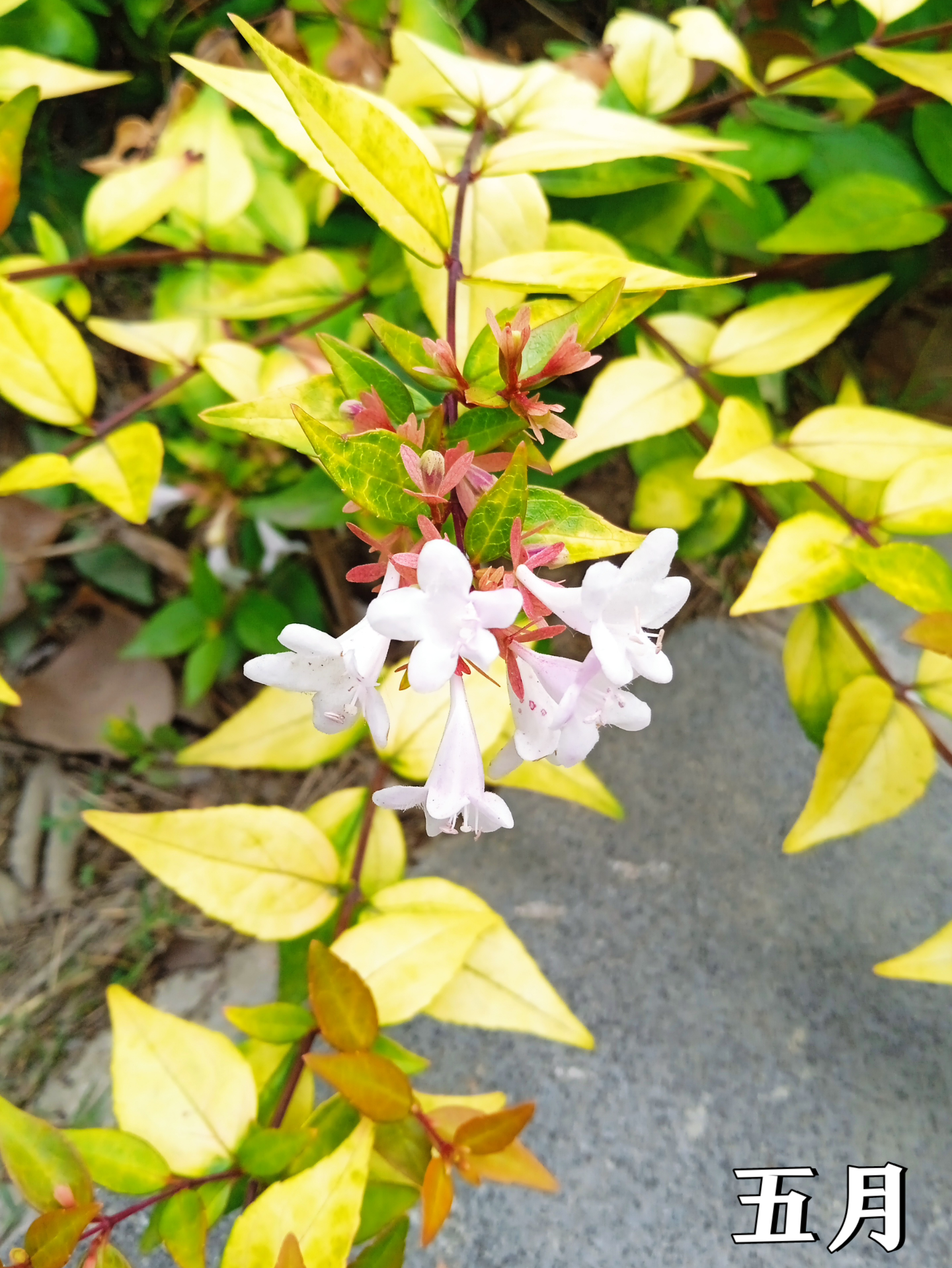  br>大花六道木是花开繁茂而又开花不