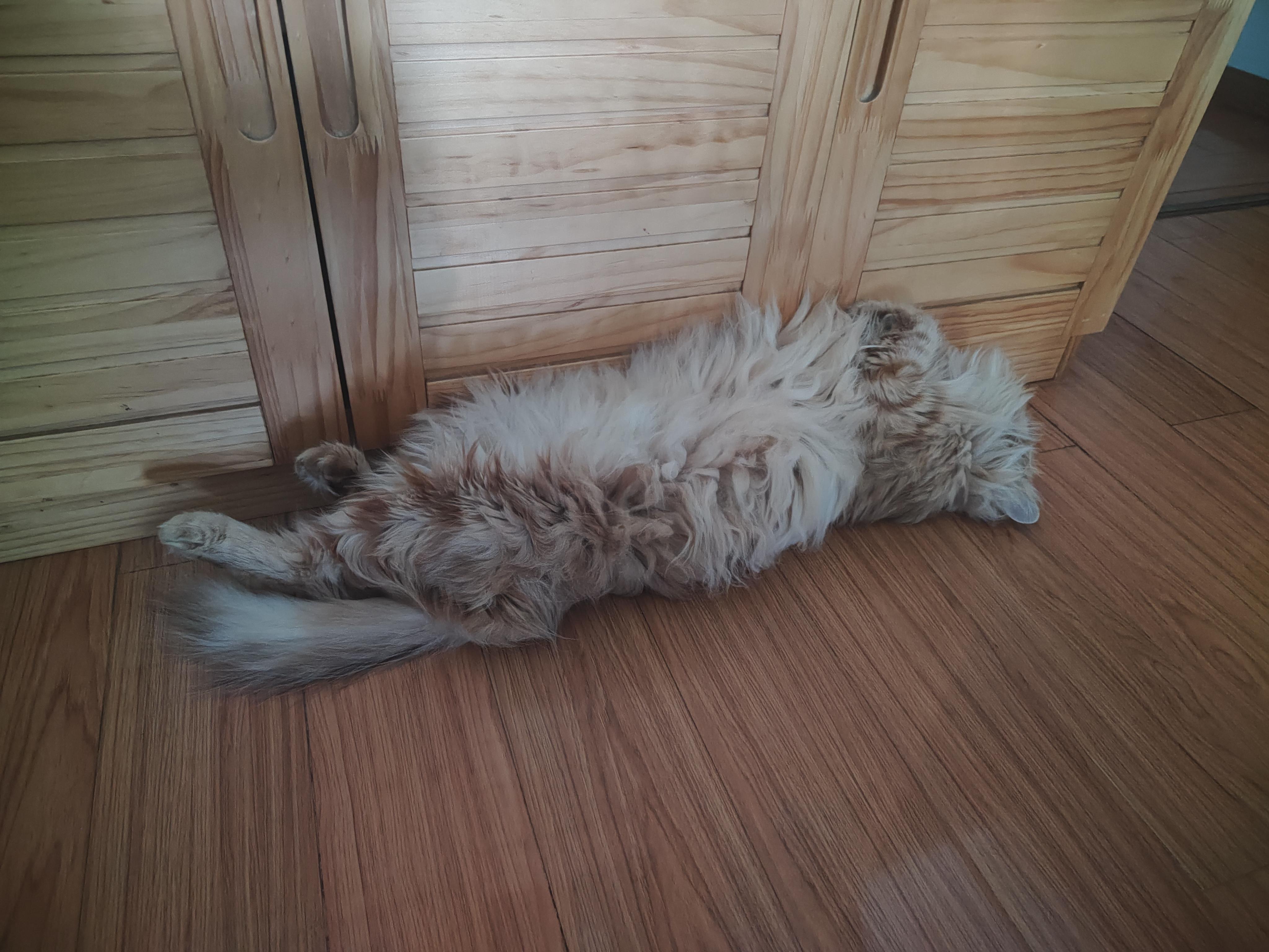 该隐猫 的想法: 幸福的猫子猫 | 这是谁家的橘黄色抹布随地大小躺啊。 还喜欢躺冰箱旁边。小心闹肚子。#猫咪睡姿大赏 #世… - 知乎