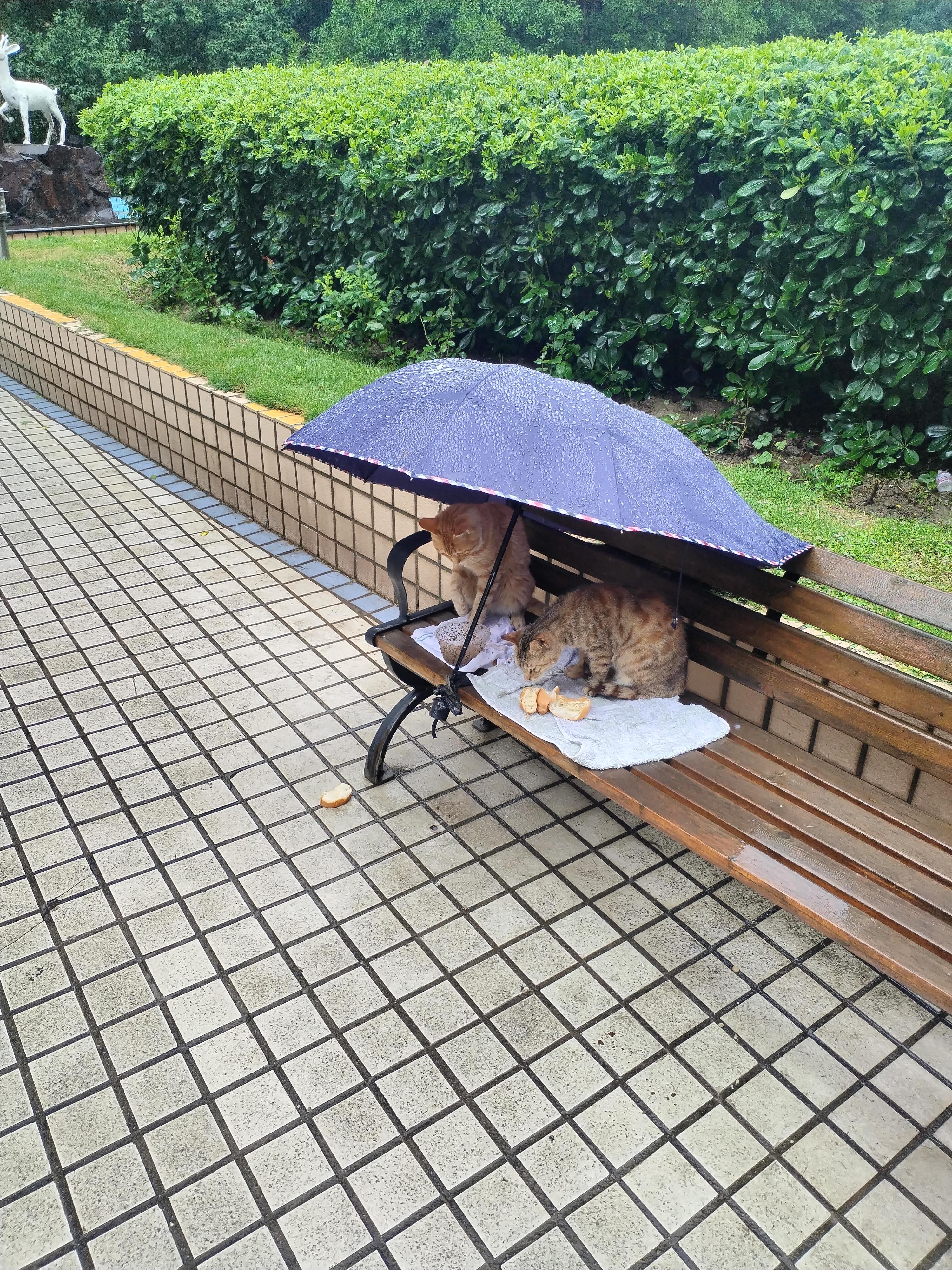 小小姜姐 的想法: 可爱的小猫咪太治愈我们的心了