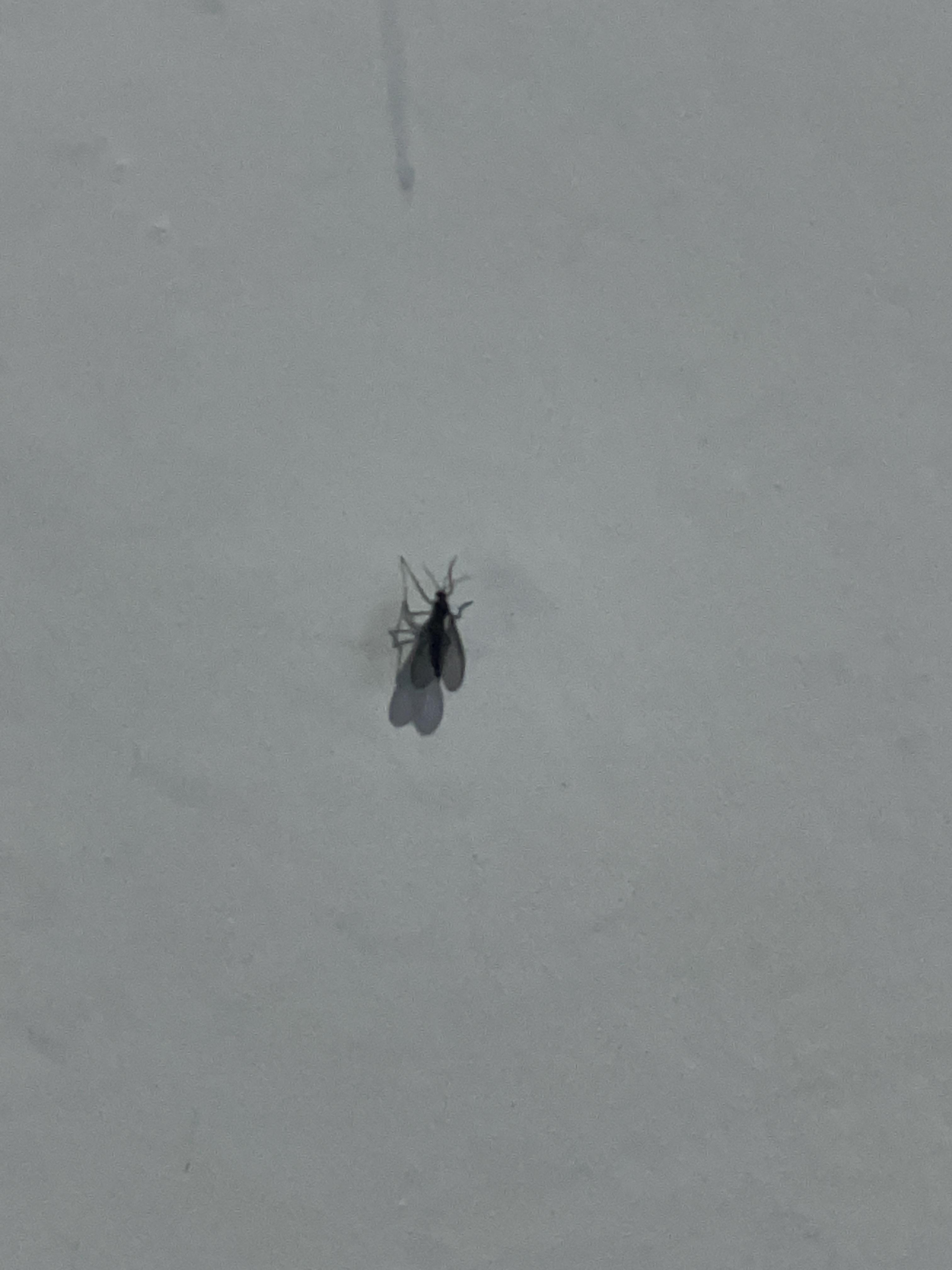 就开始积极思考 的想法: 家里突然出现大量这种黑色小飞虫,不知道从