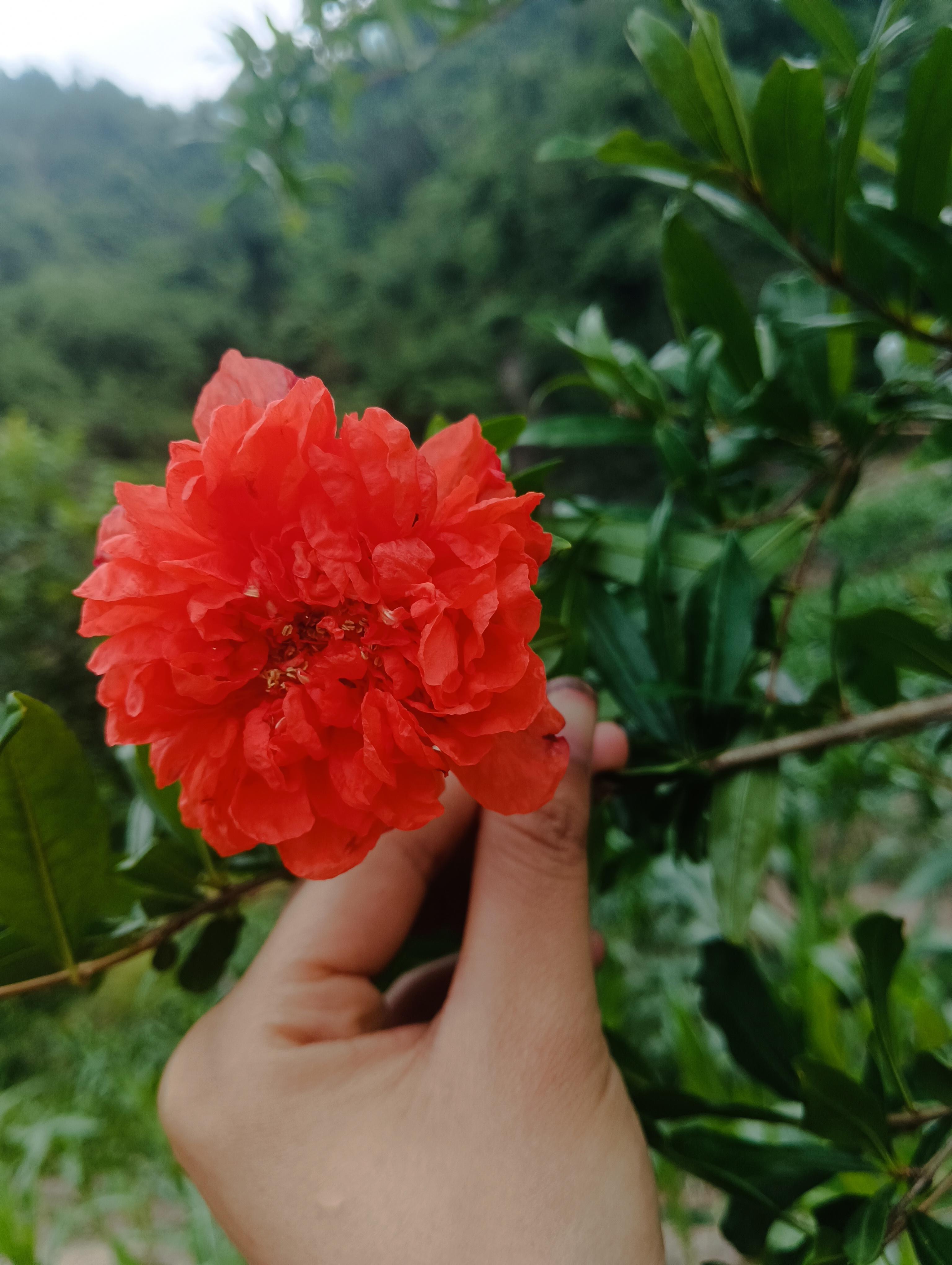 北笙 的想法: 石榴花