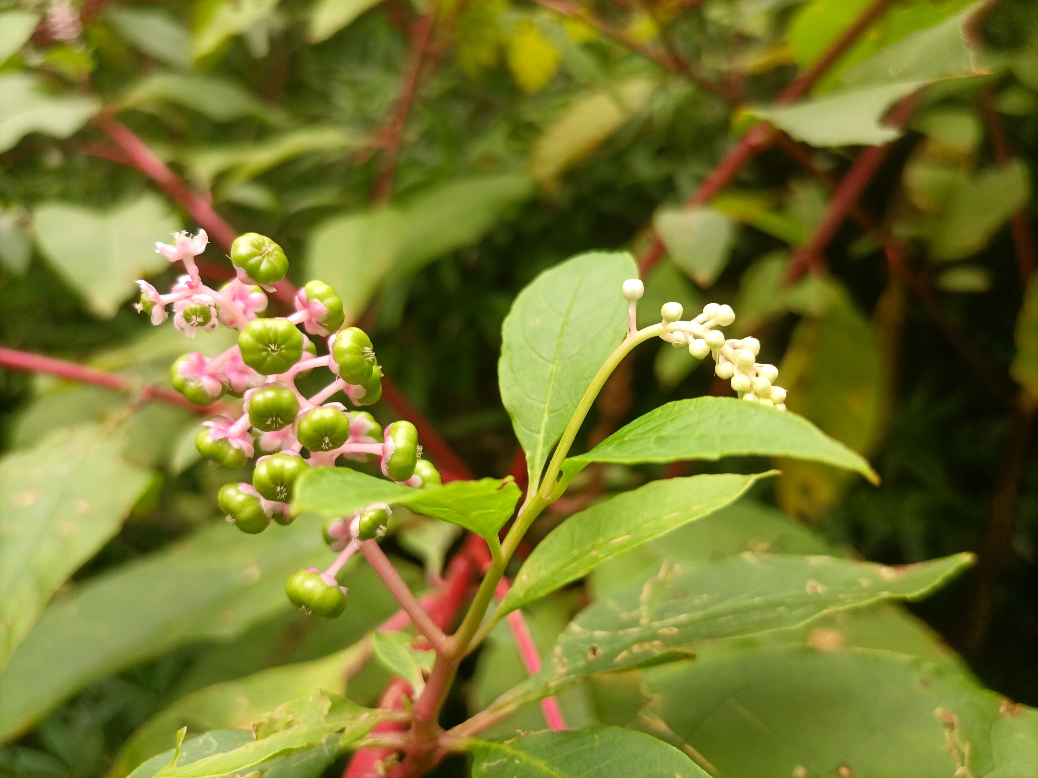 垂序商陆,是一种大型毒草,其幼苗粗壮的像是一