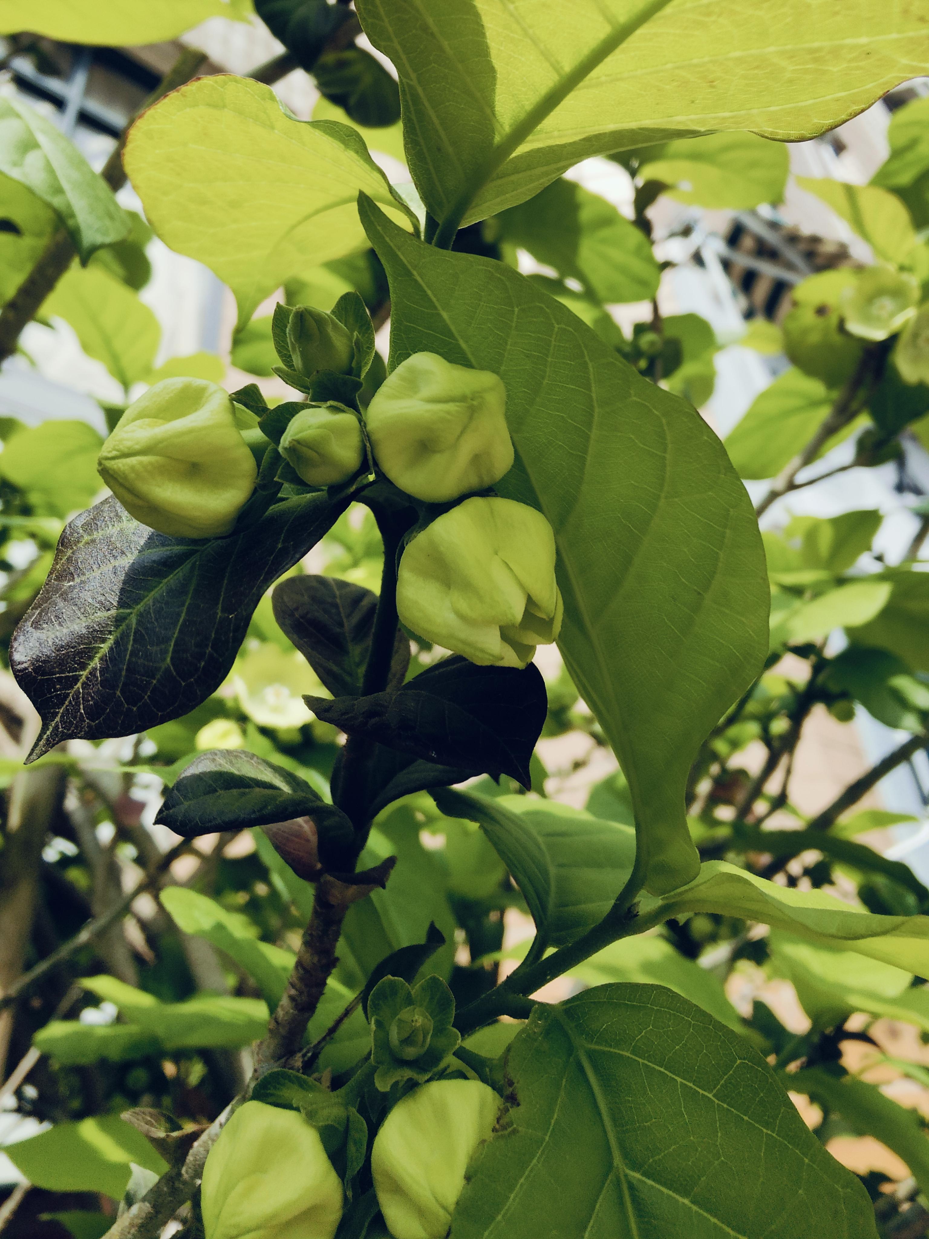 糯米香味的花大纽子花夹竹桃科一走过就是一股浓郁的糯米香味