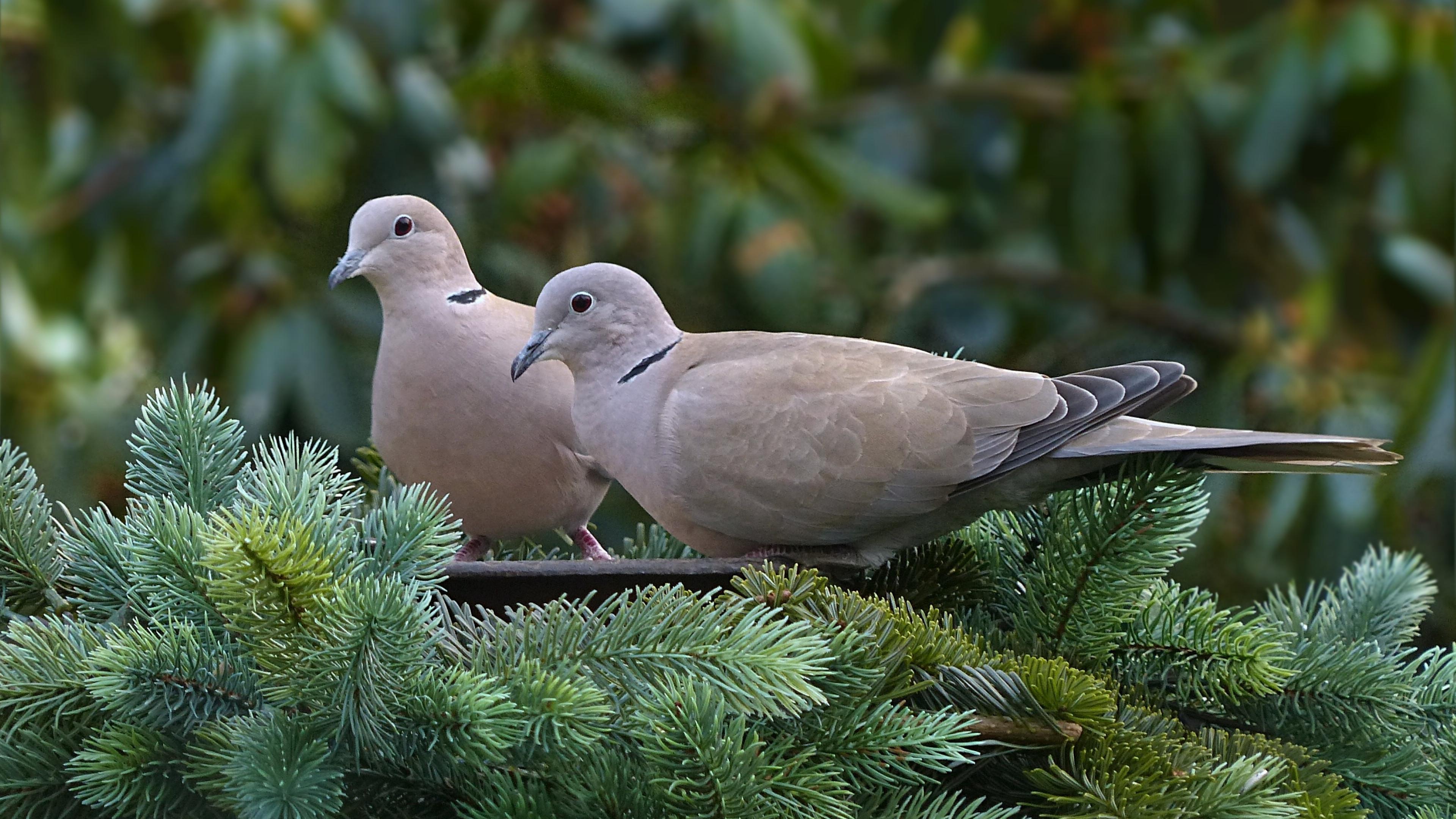 斑鸠,又称班鸠,是鸽科鸽属的一种鸟类,分布于欧洲,亚洲和非洲的