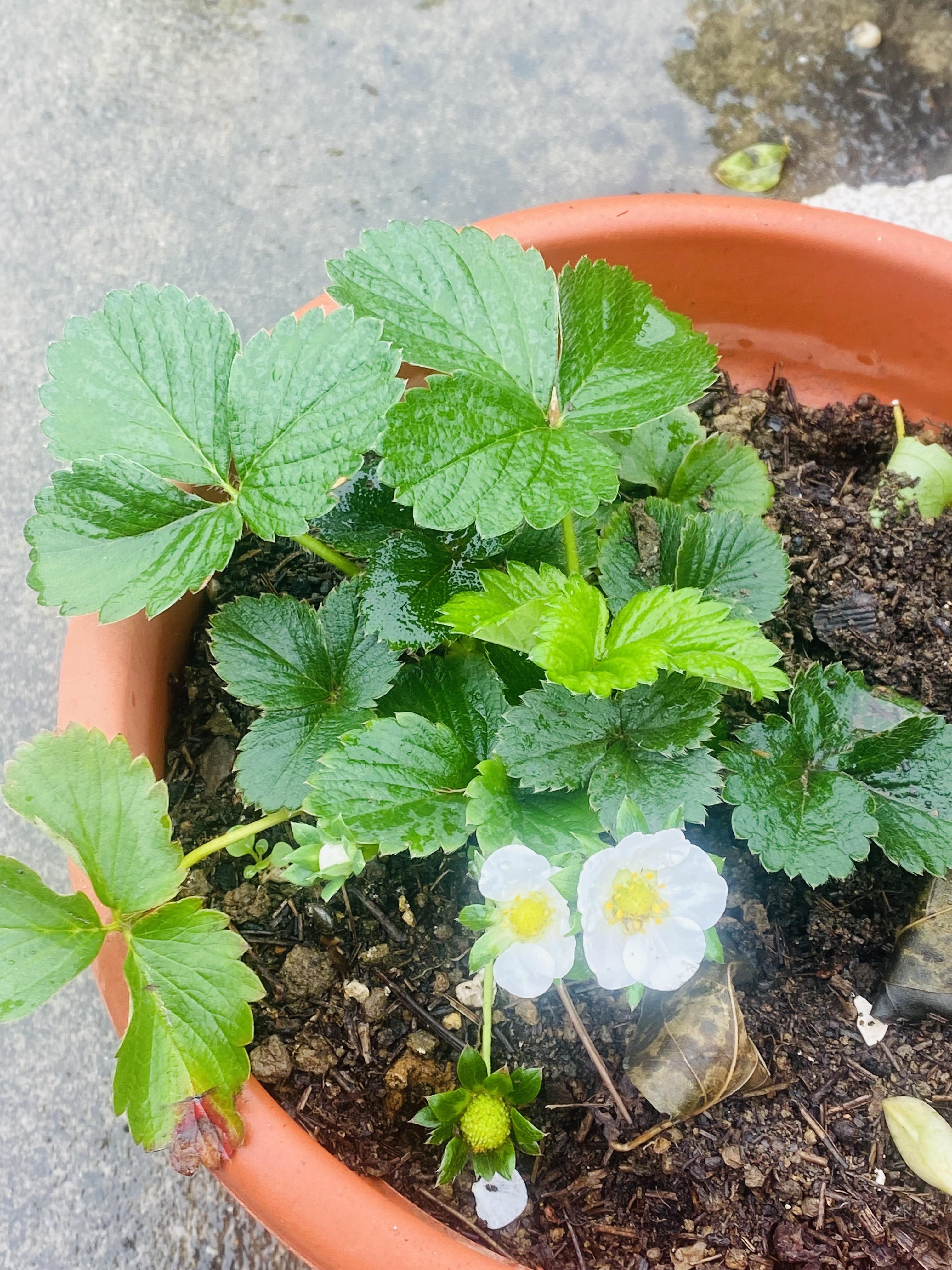 sky园子 的想法  盆栽草莓苗享受细雨滋润的快乐时光