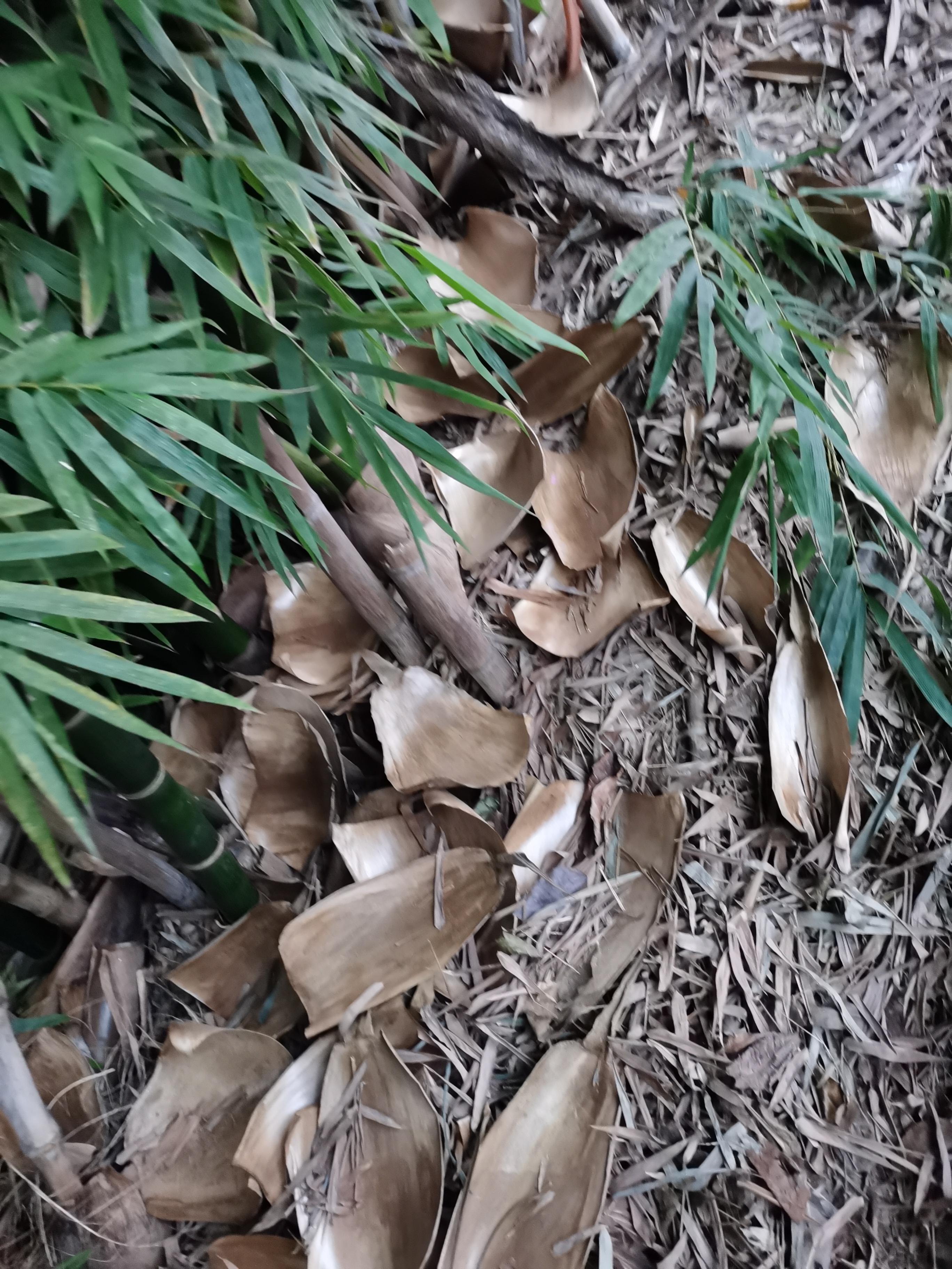 自由飞翔 的想法: 笋壳