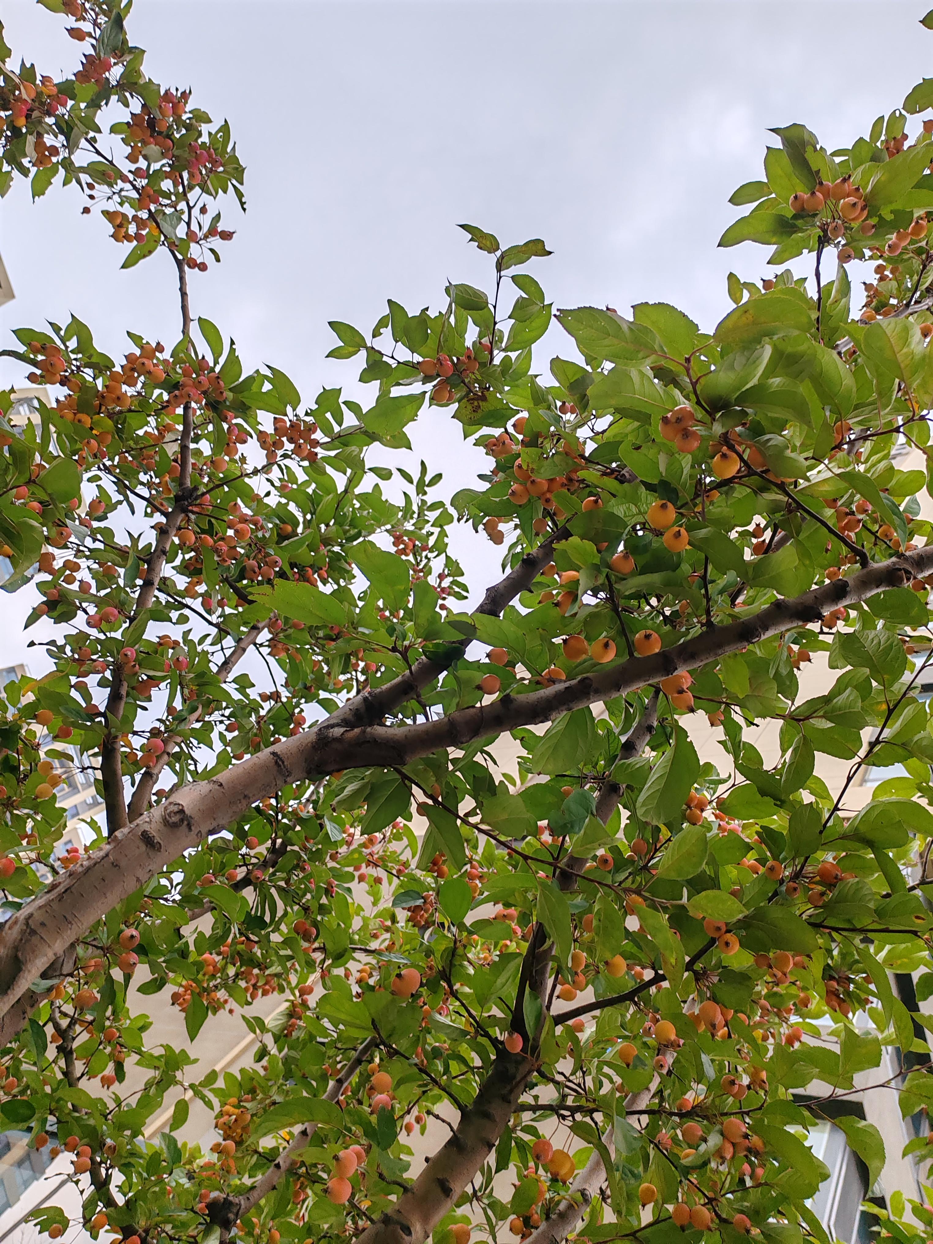 这个明显比山丁子大点,比沙果小多了.