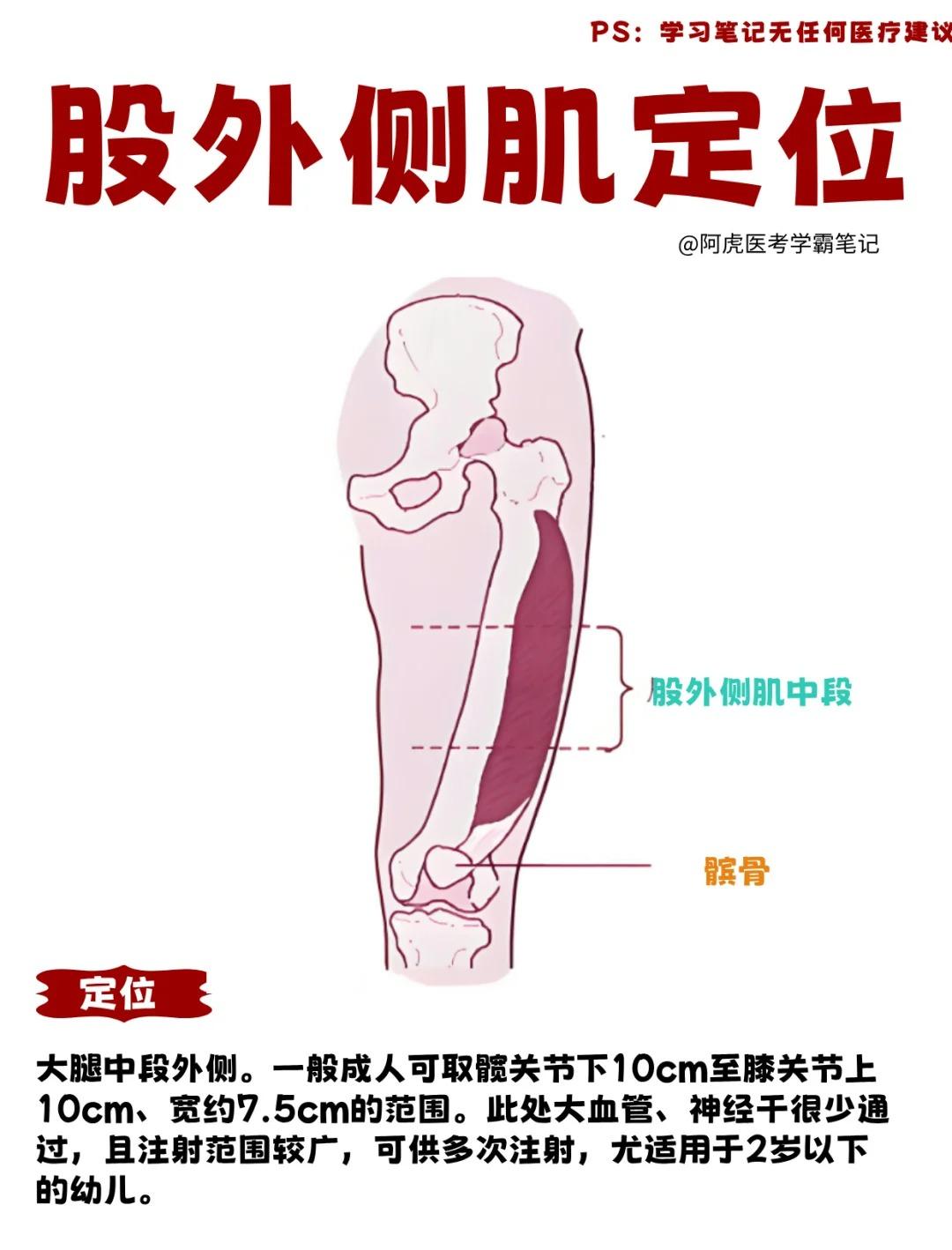 股外侧肌注射定位法图图片