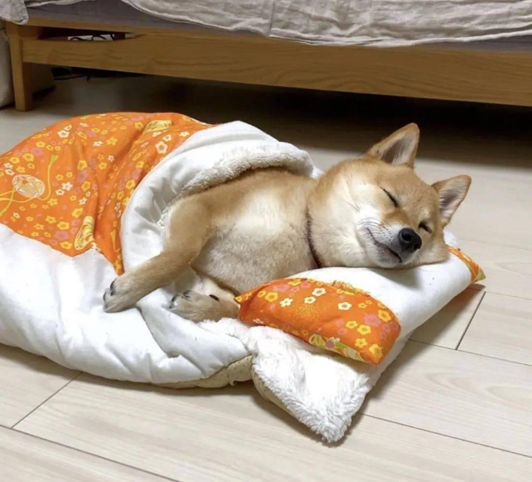 但是狗类睡觉会做梦吗?谁能告诉我?