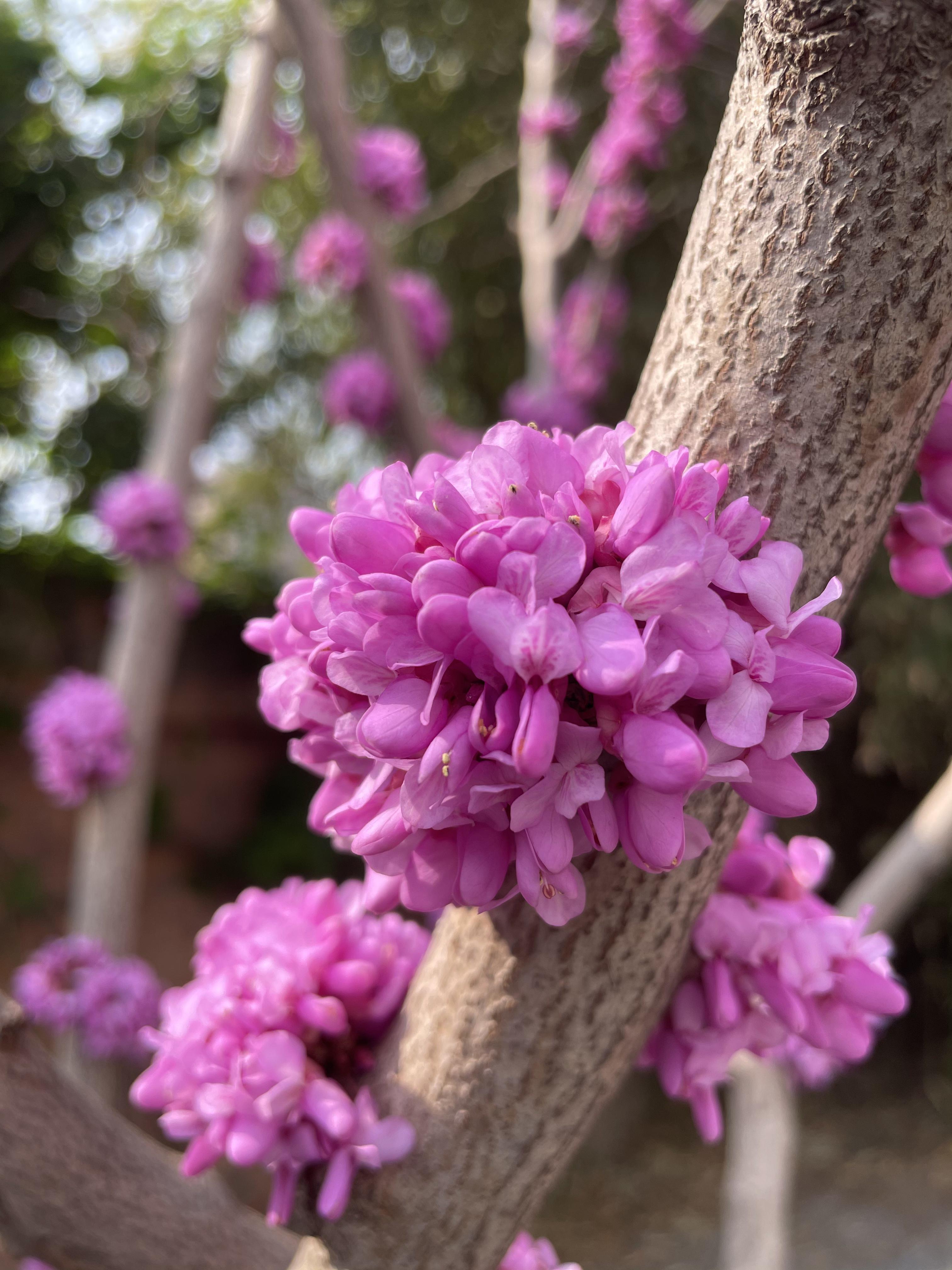 工作的园区里,盛开的紫荆花,放佛一夜间全都开了,娇艳的颜色,花团锦