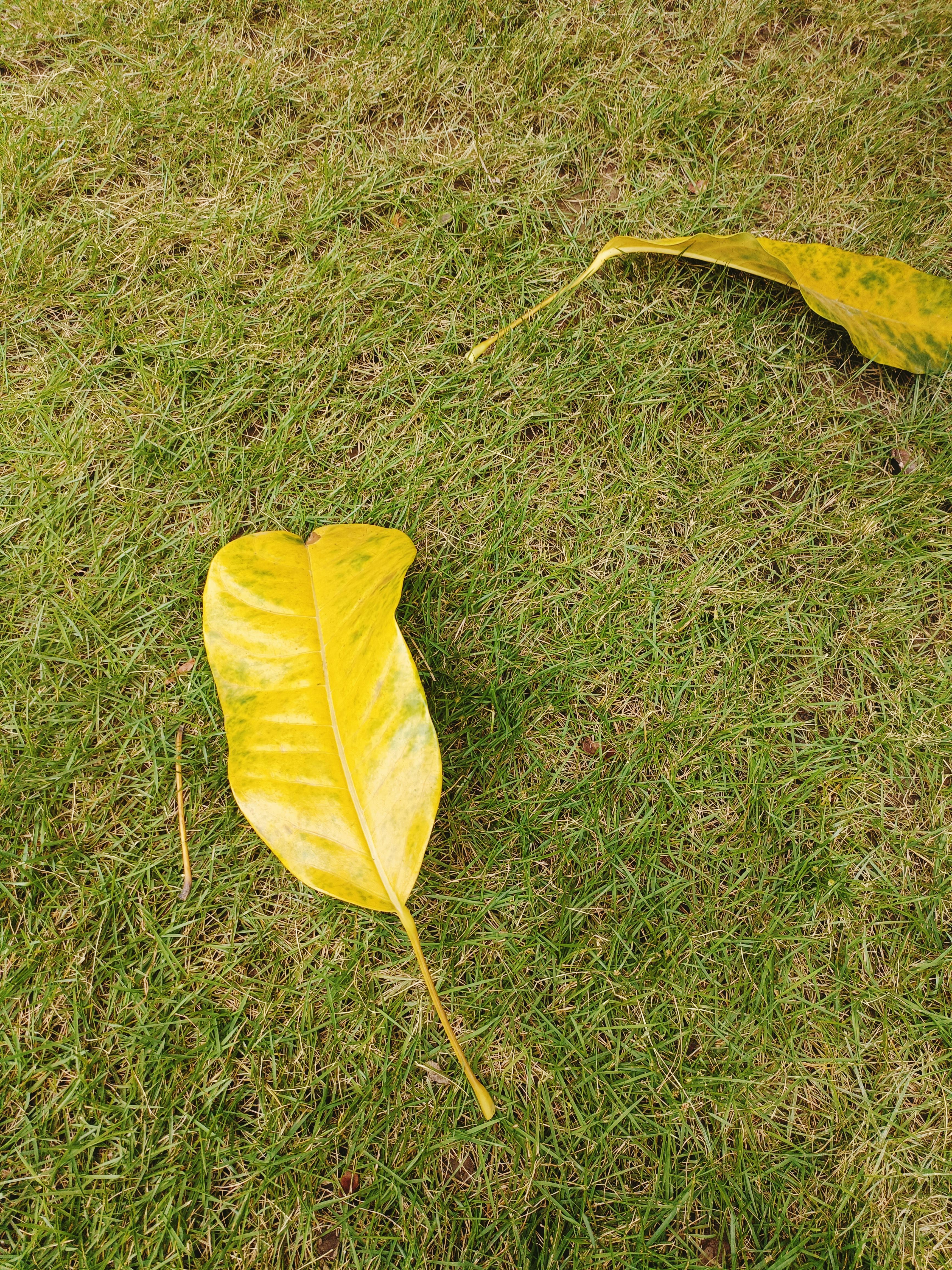 秋叶 | 在小区里的草坪上看到树上落下来的叶子,叶子大的有点像芭蕉扇
