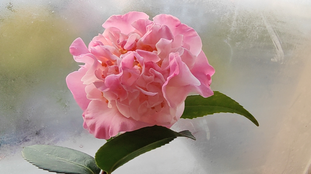 茶花有哪些品种比较好