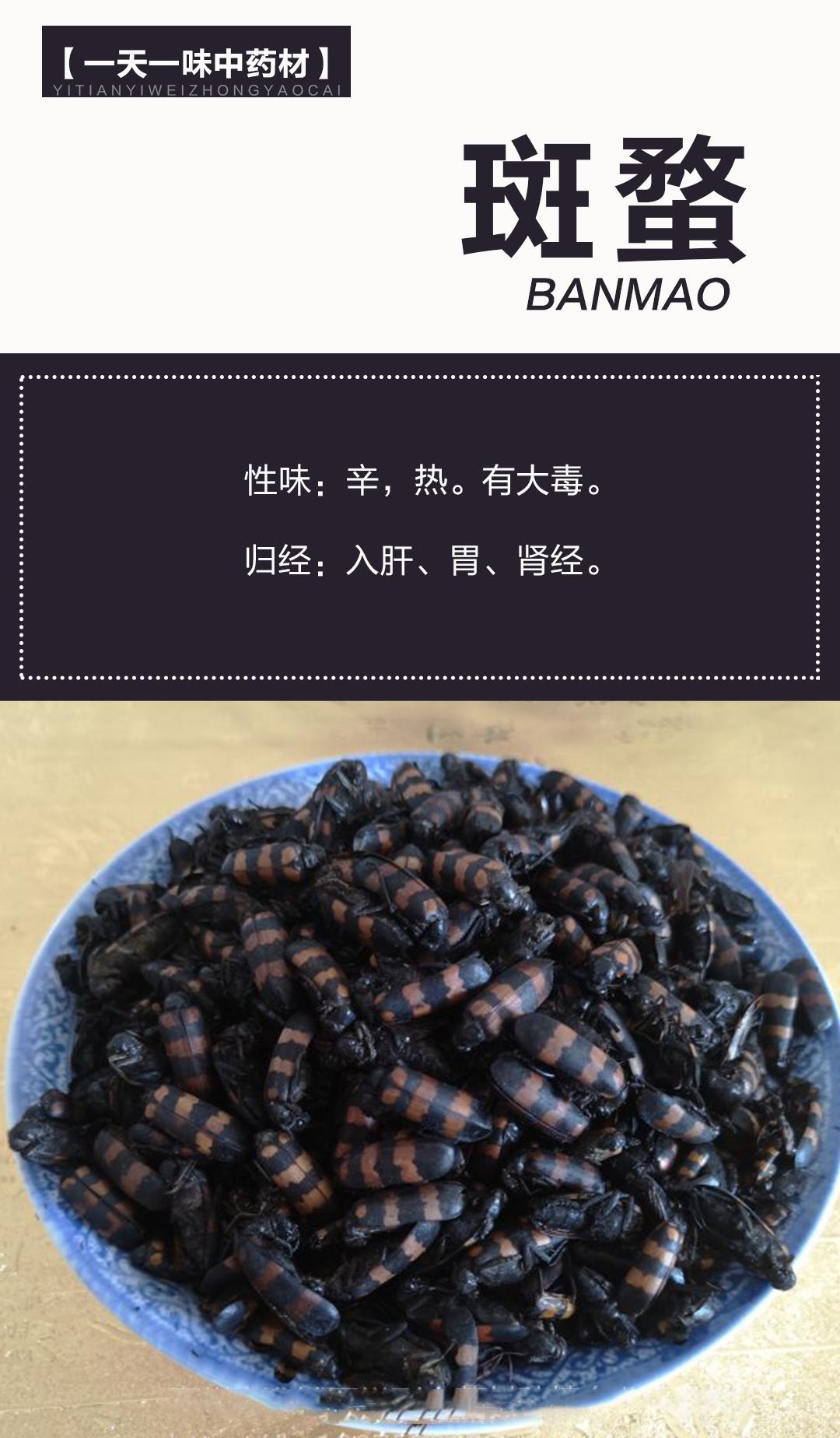 青青乐代用茶 的想法: 斑蝥