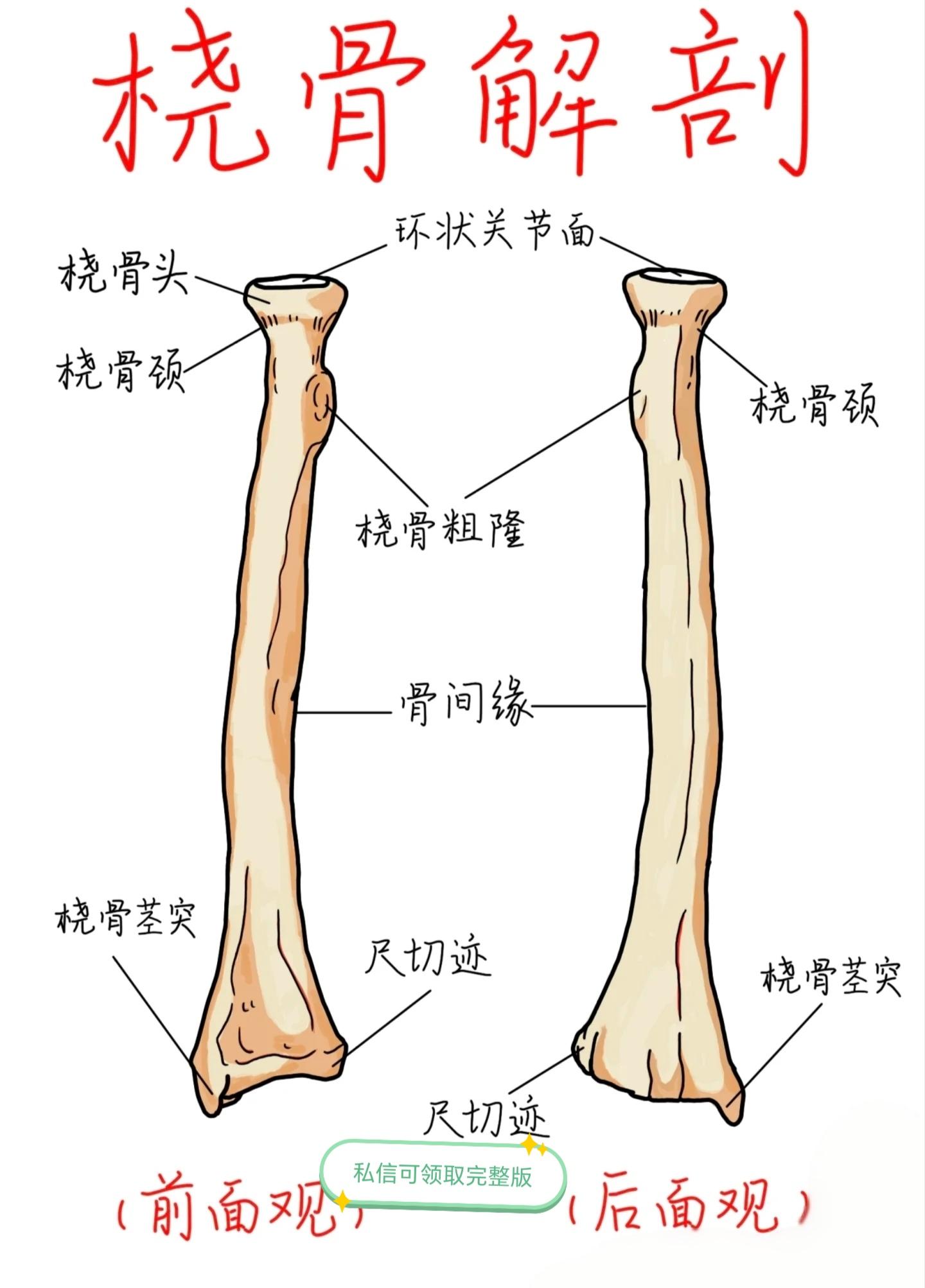 卫生资格考试傲娇 的想法: 桡骨解剖