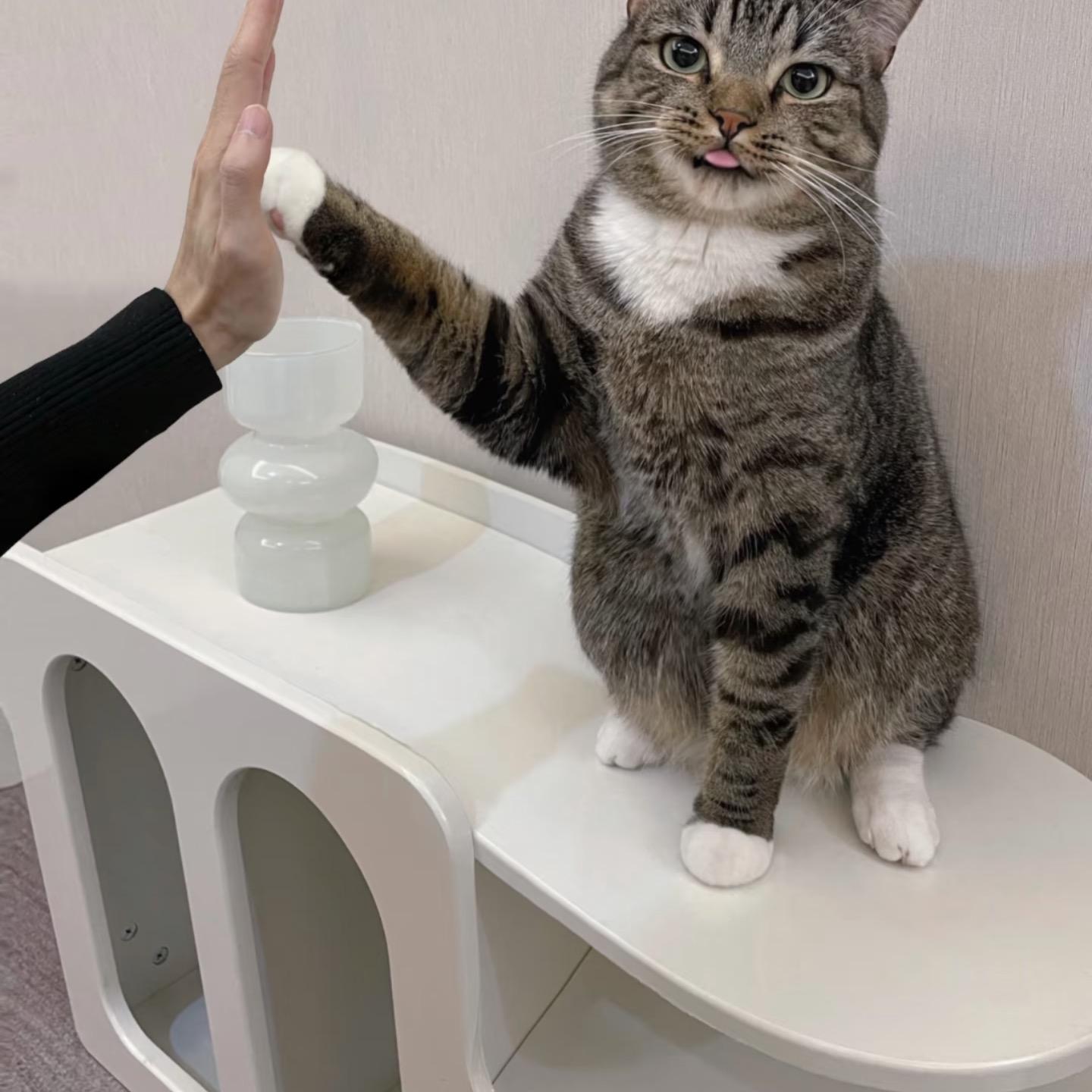 猫咪小时候会喵喵叫以便于找妈妈,如果你长期外出,猫咪就会喵喵叫