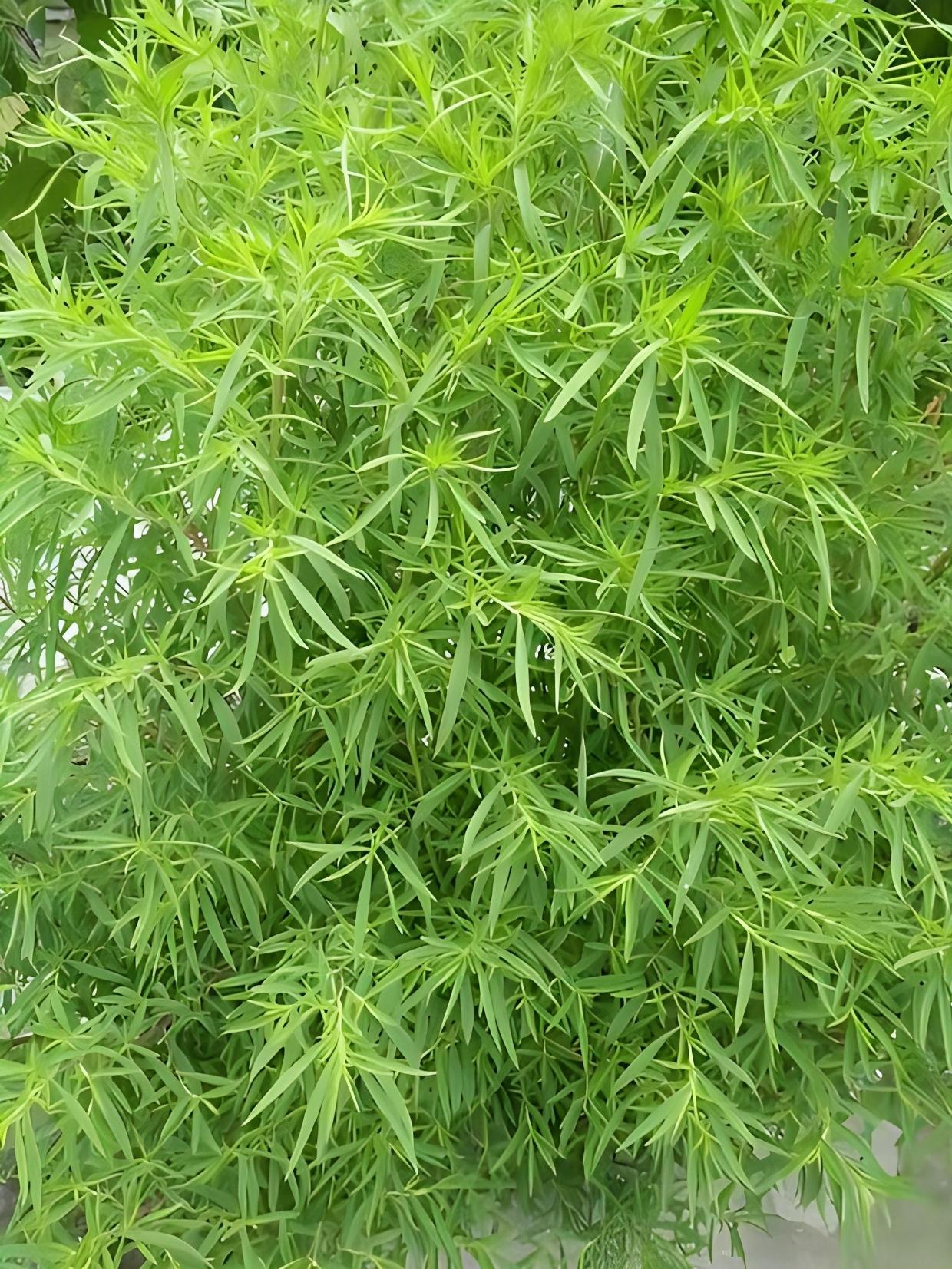 我们那里叫扫帚,将嫩芽采下去来,洗净,加入少量的面粉,搅拌均匀,让