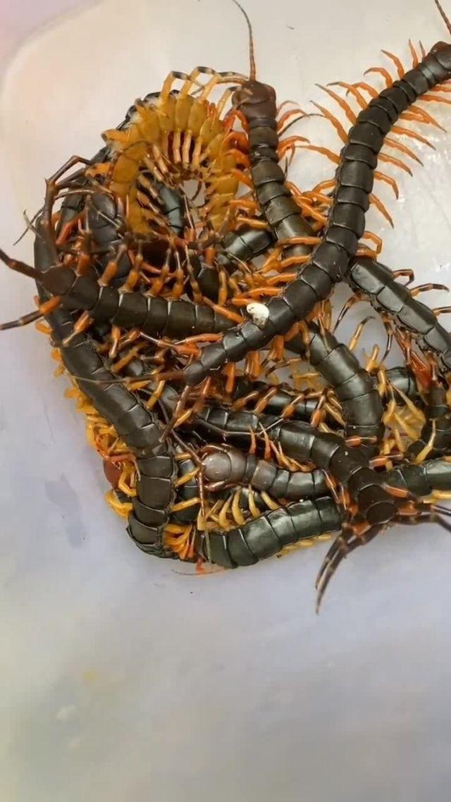 舌尖上的云南‌油炸水蜈蚣‌是一道具有独特风味的傣族美食水蜈蚣