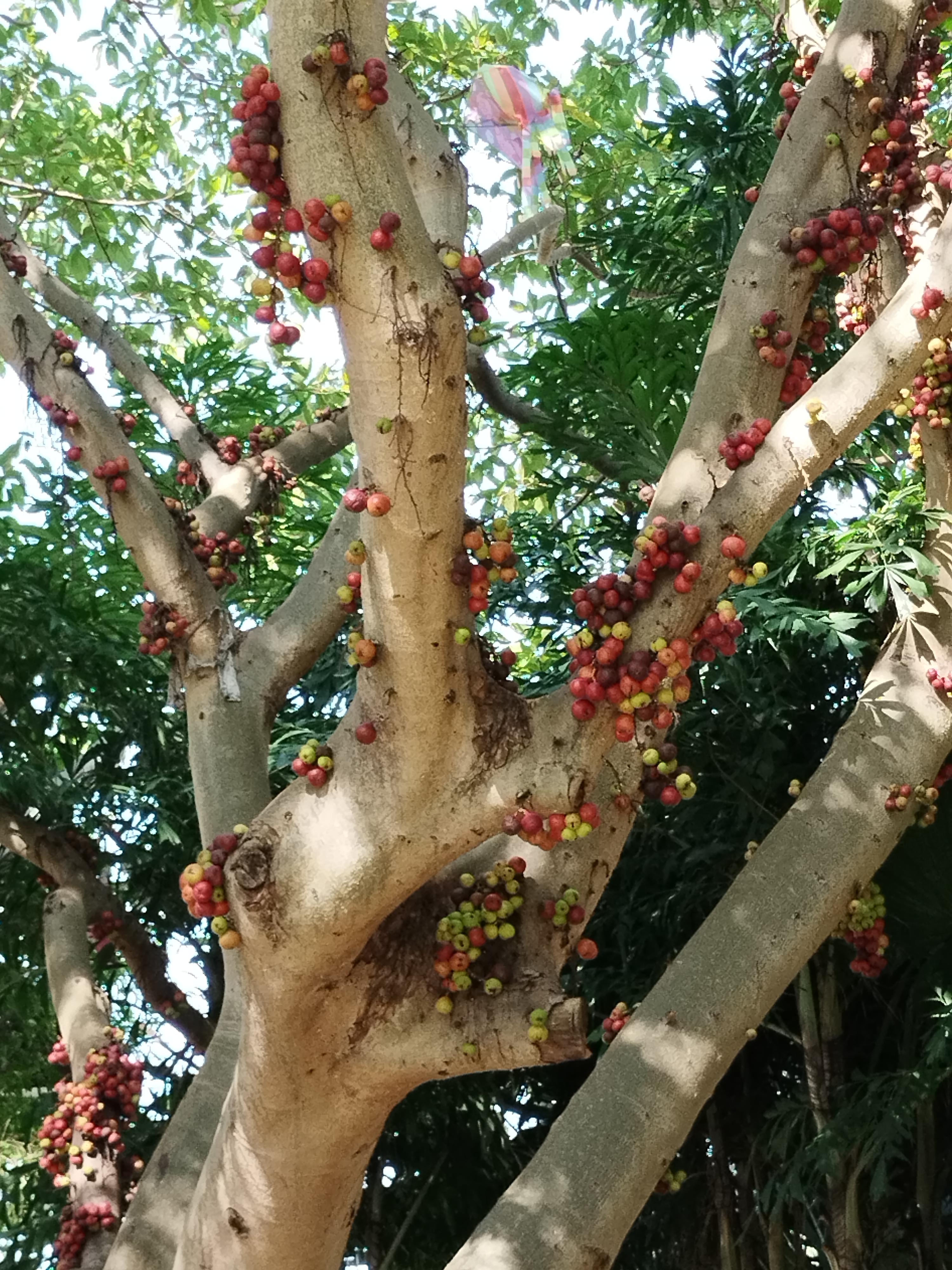 知乎用户风 的想法: 聚果榕