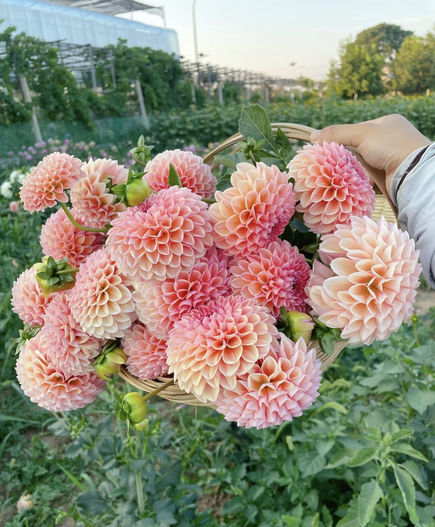 🌺花名:大丽花🌺花语和寓意:大丽花的花语