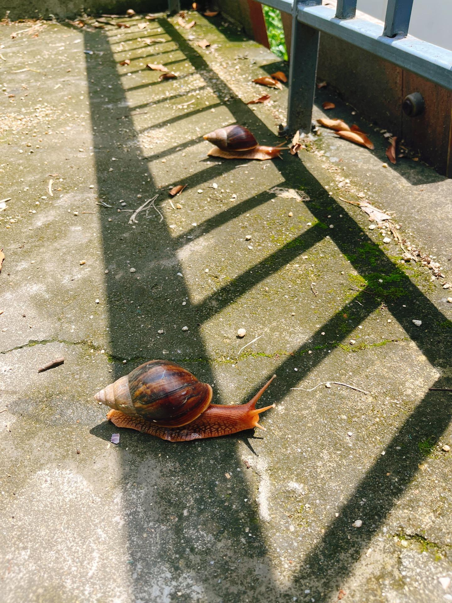 赖德文子 的想法: 不懂就问～广东的蜗牛🐌