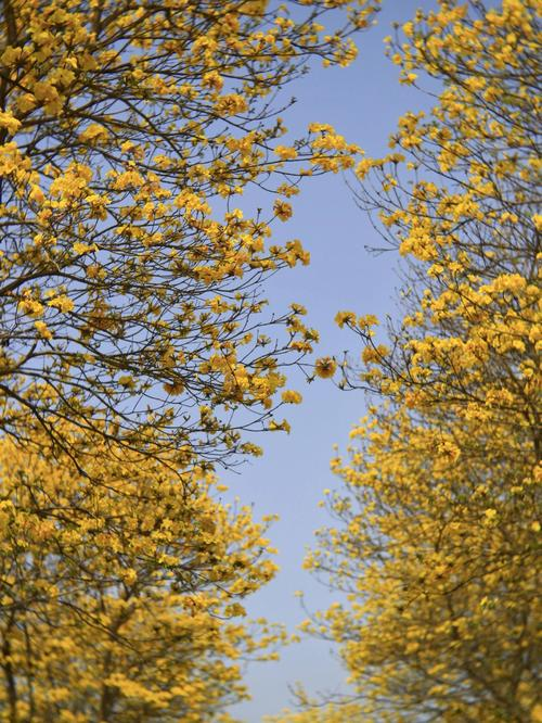 生活小达人 的想法: 请成都蓝枫园赏黄花风铃木