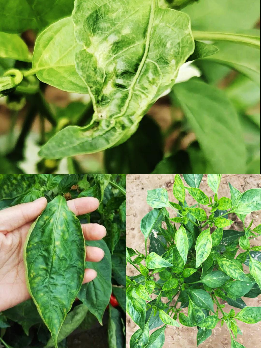 天宝特色农技服务 的想法: 辣椒叶片画圈圈皱缩畸形,什么病害怎么治?